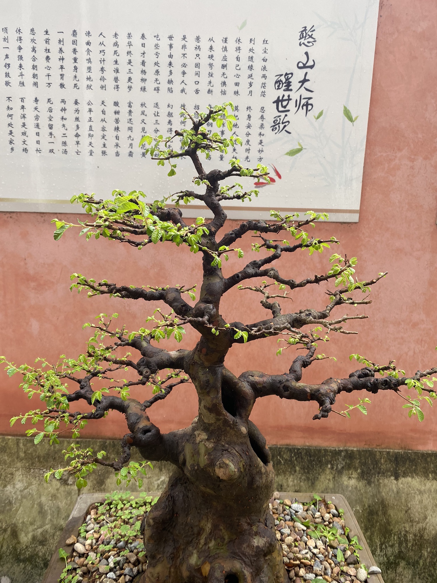 狮峰寺旅行图片 2