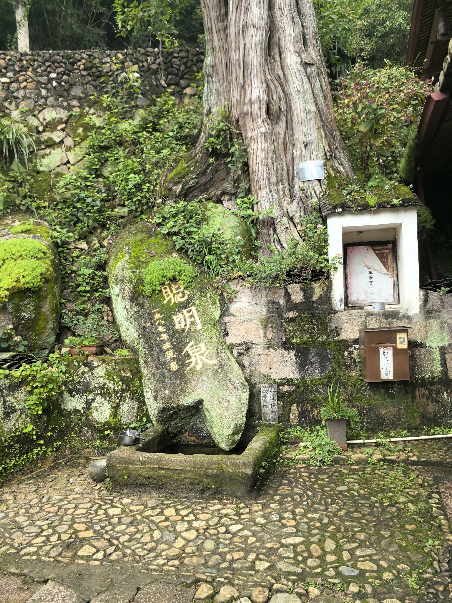狮峰寺旅行图片 2