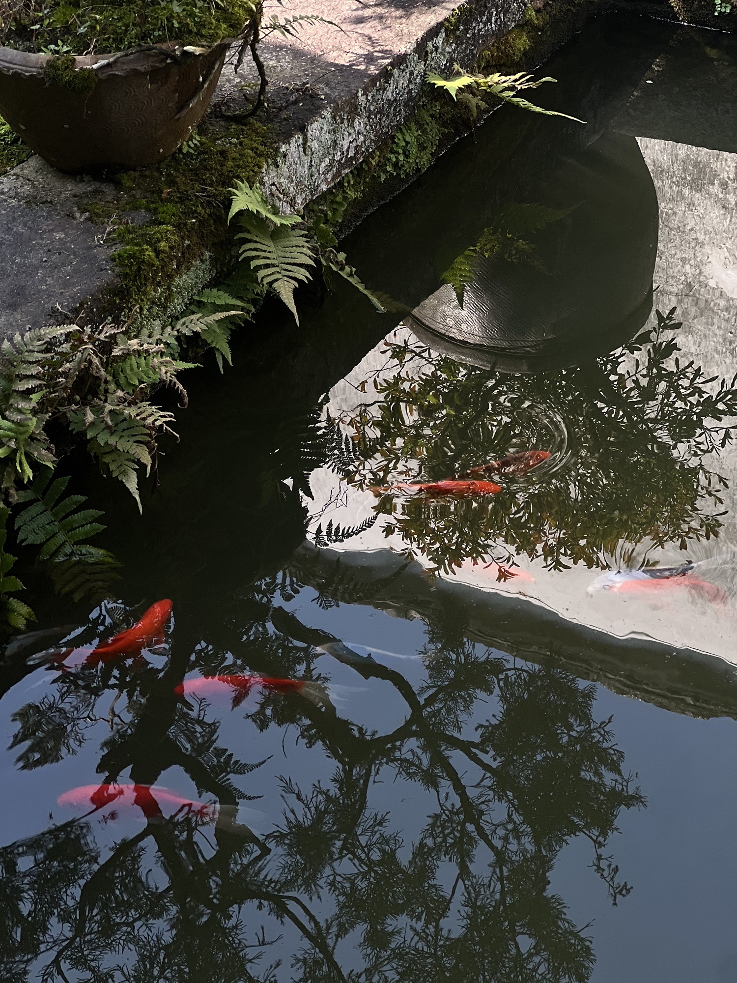 狮峰寺旅行图片 1