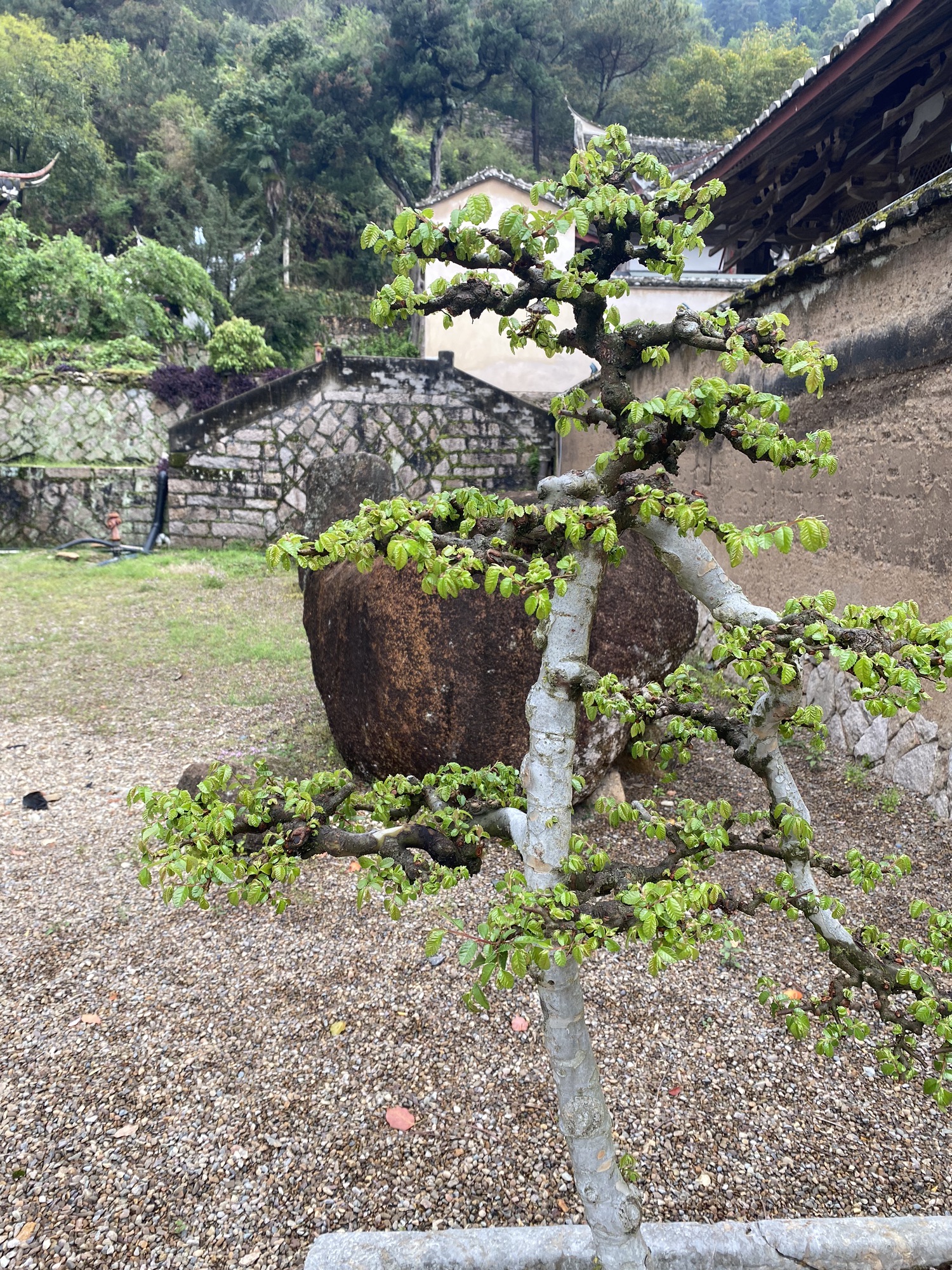 狮峰寺旅行图片 3