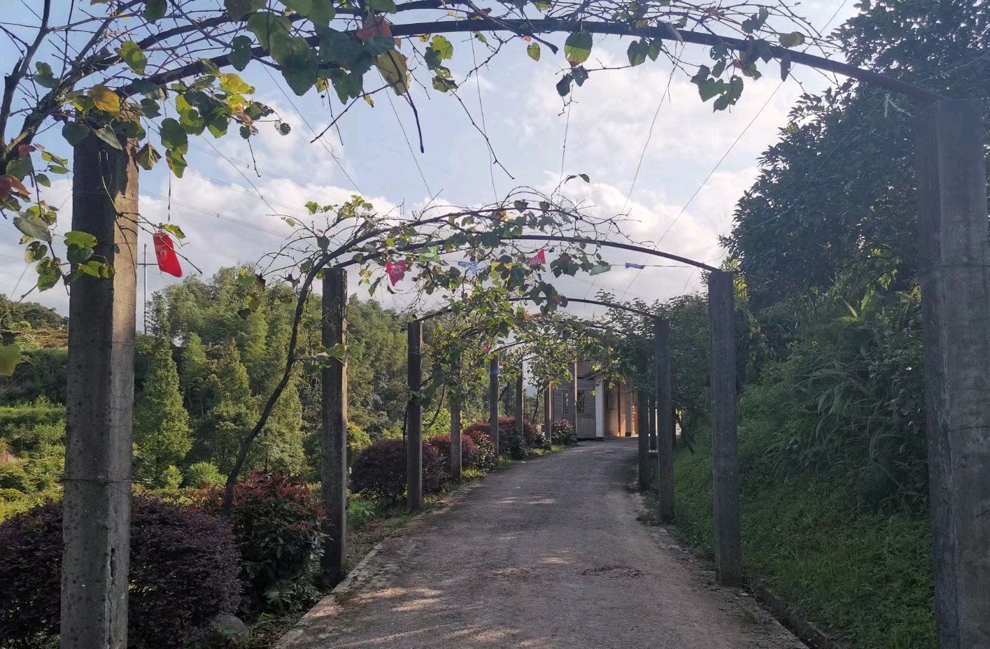 上金贝中华畲家寨景区旅行图片 2