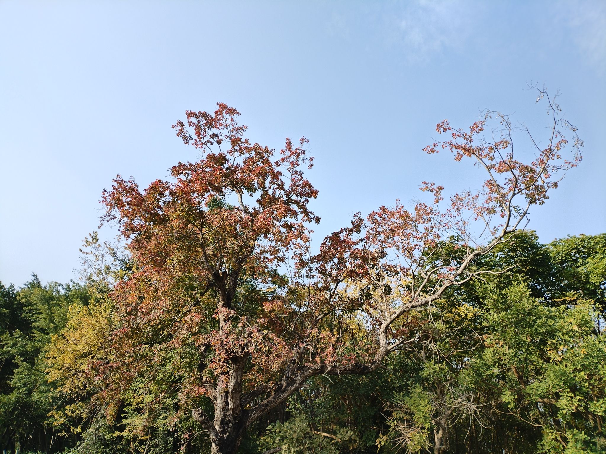 人民公园旅行图片 2