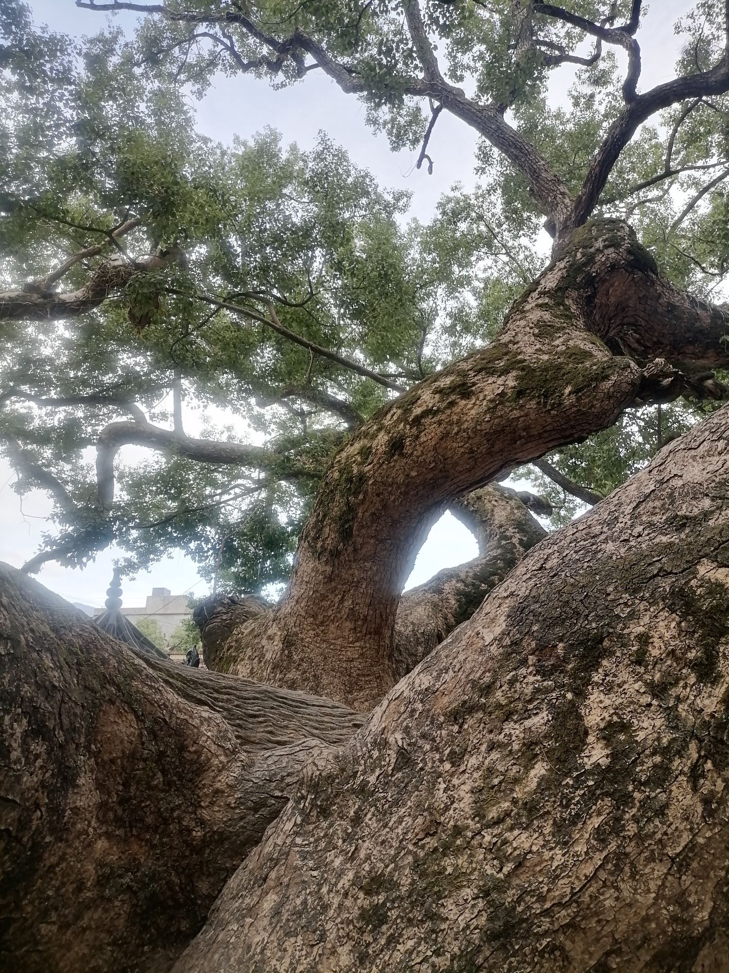 金沙千年古樟树旅行图片 2