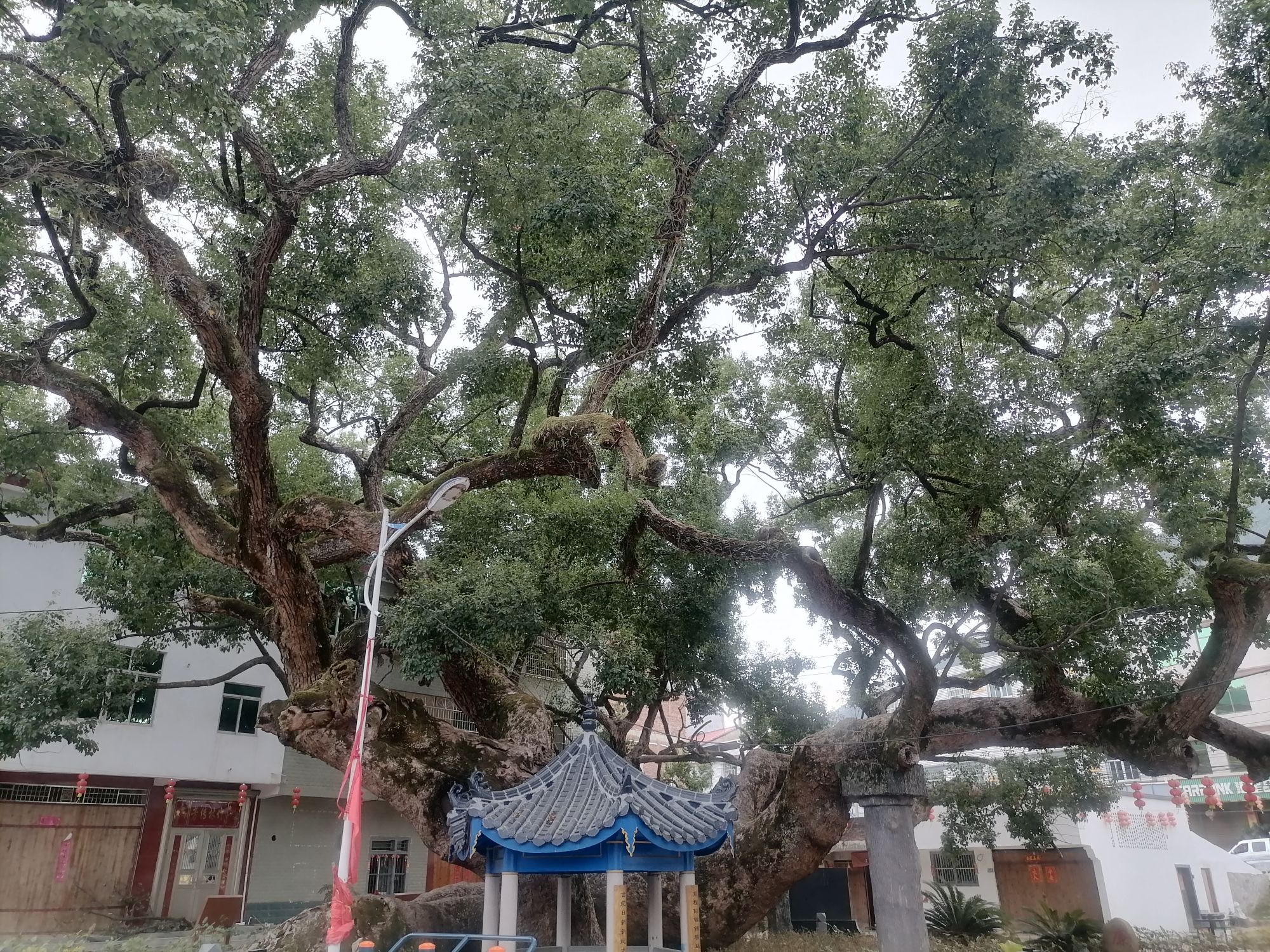 金沙千年古樟树旅行图片 3