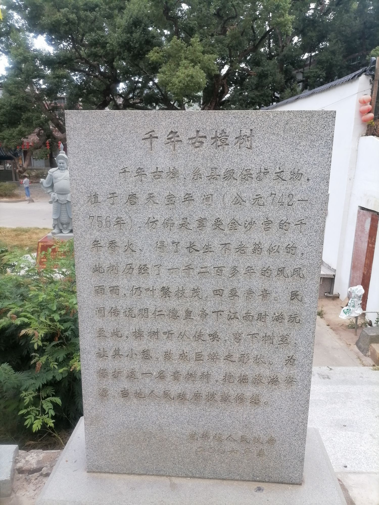 金沙千年古樟树旅行图片 1