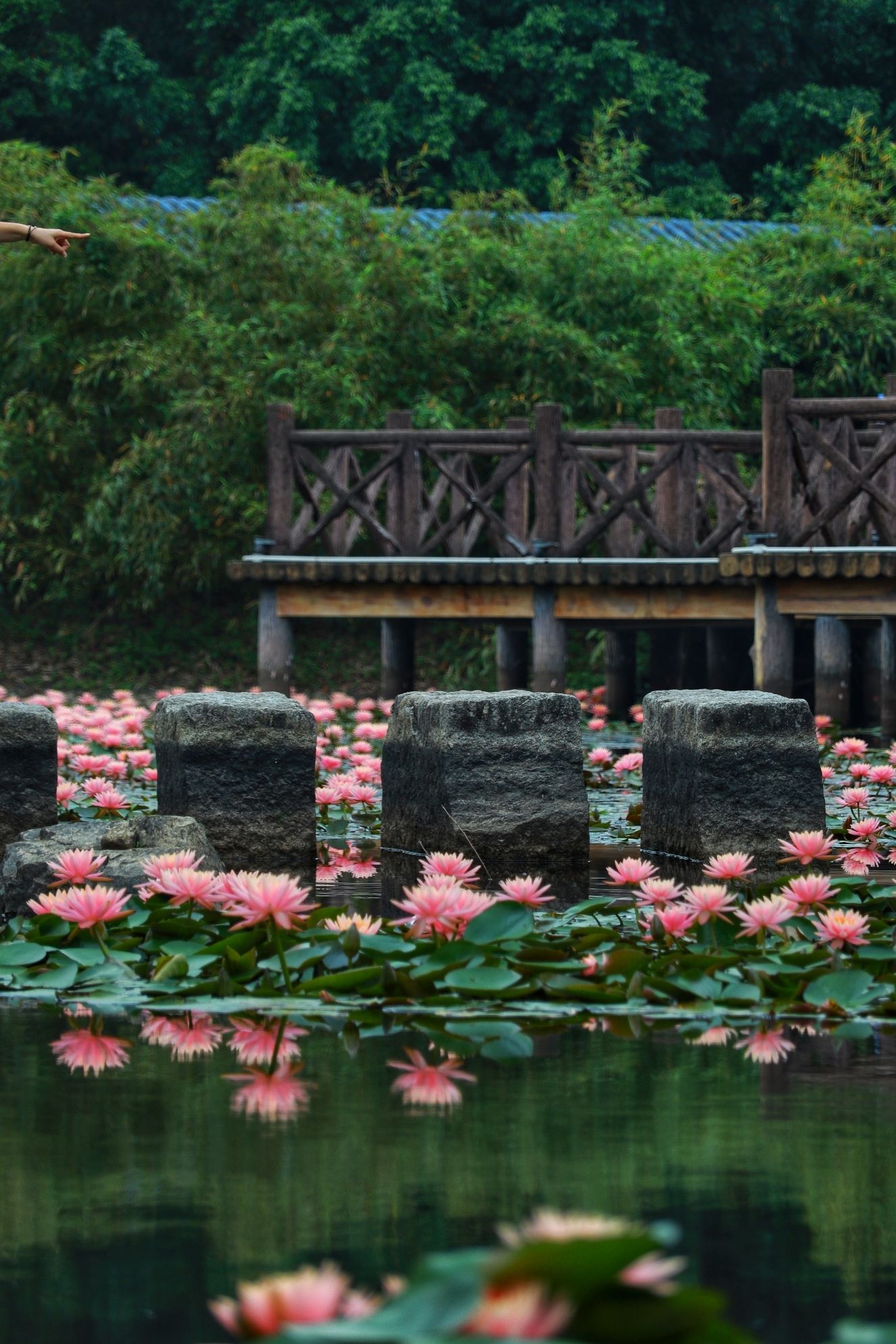 玉湖公园旅行图片 1