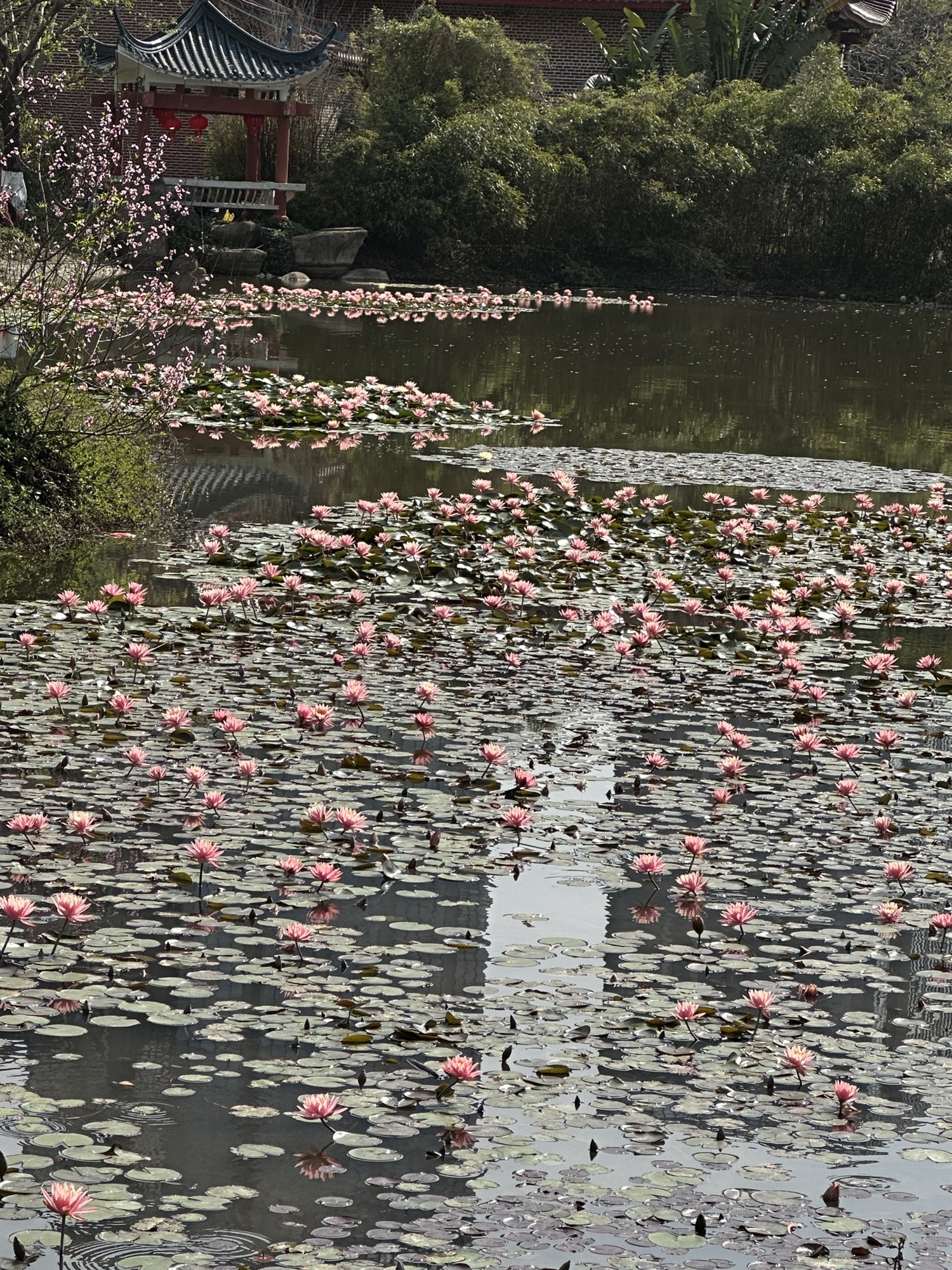 玉湖公园旅行图片 3