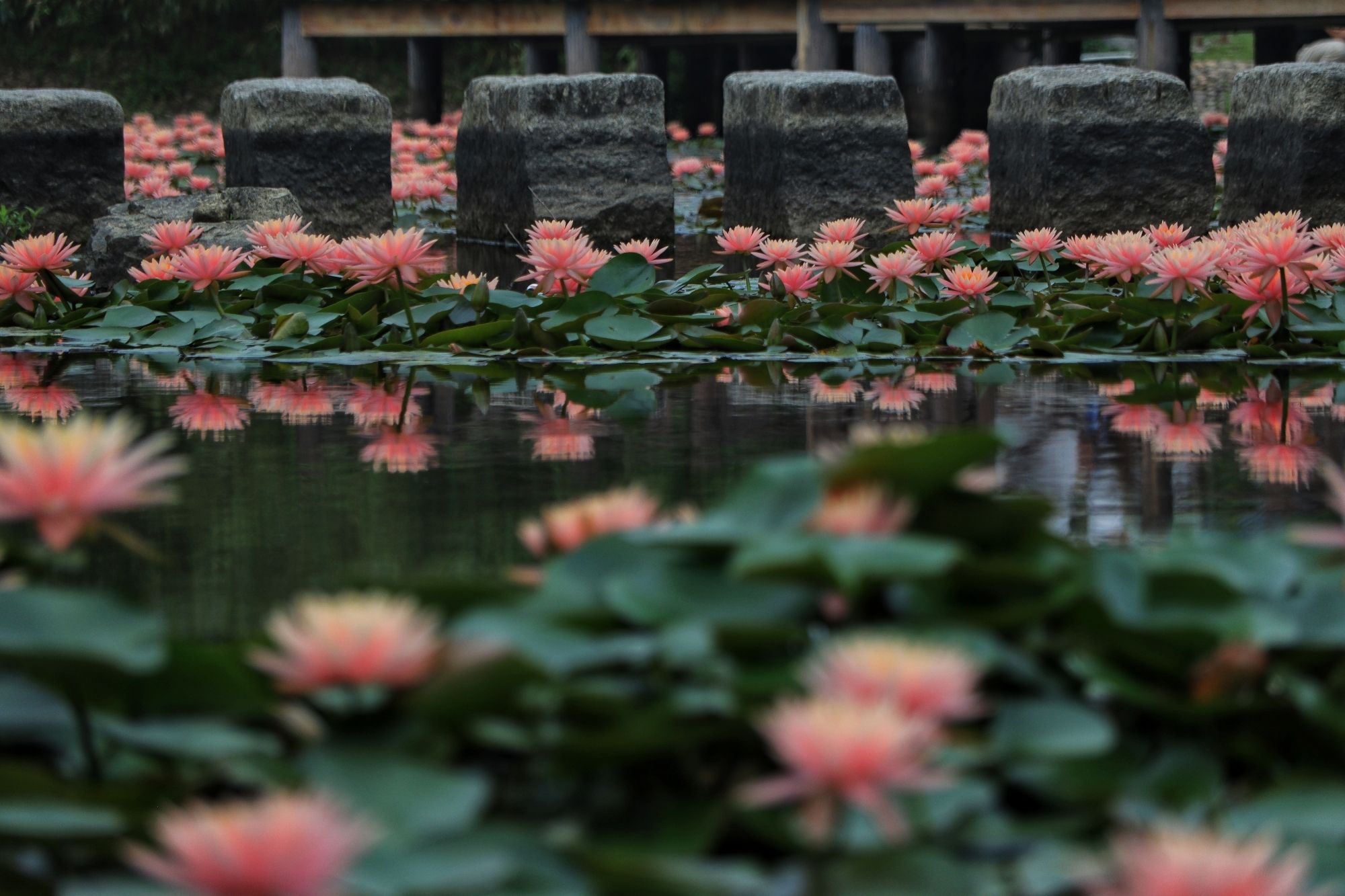 玉湖公园旅行图片 3