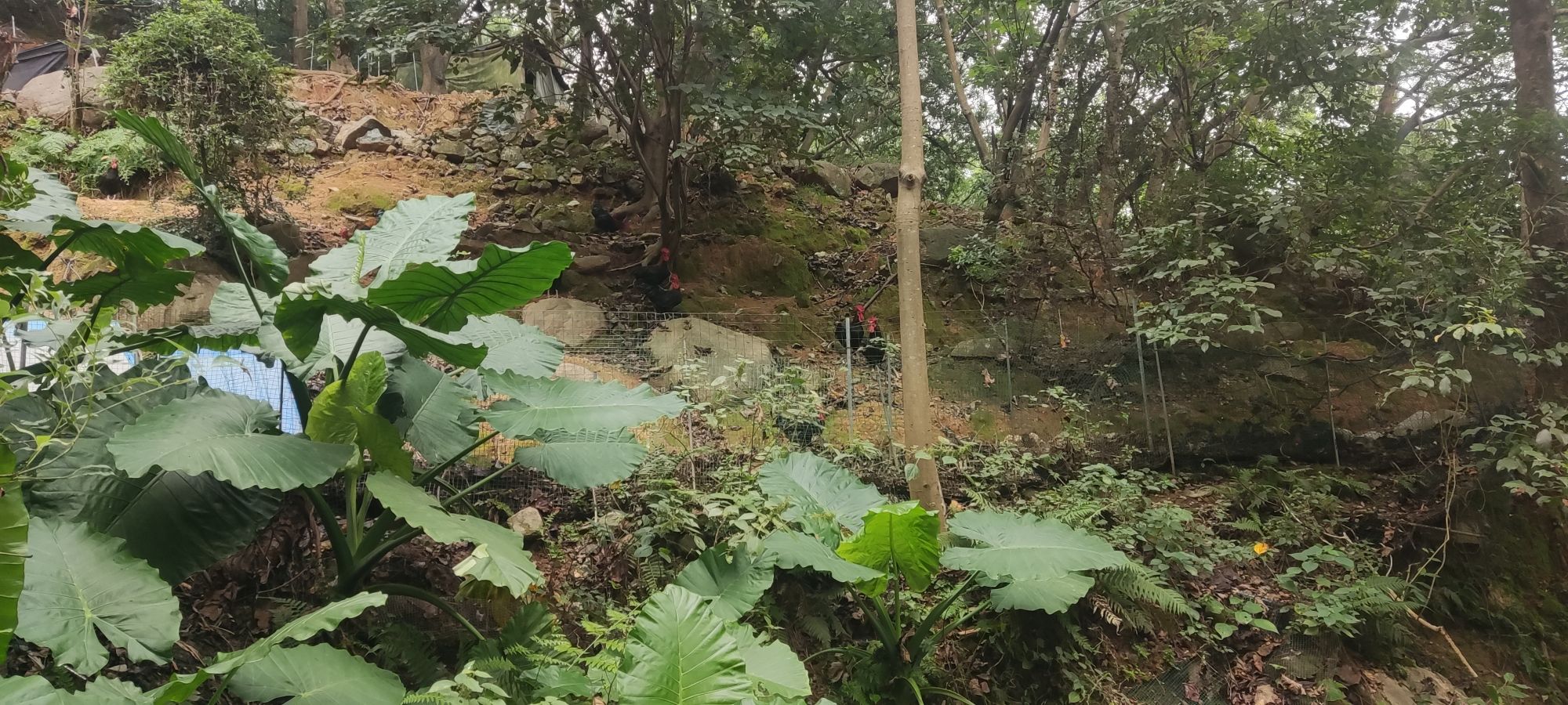 紫霄山旅行图片 3