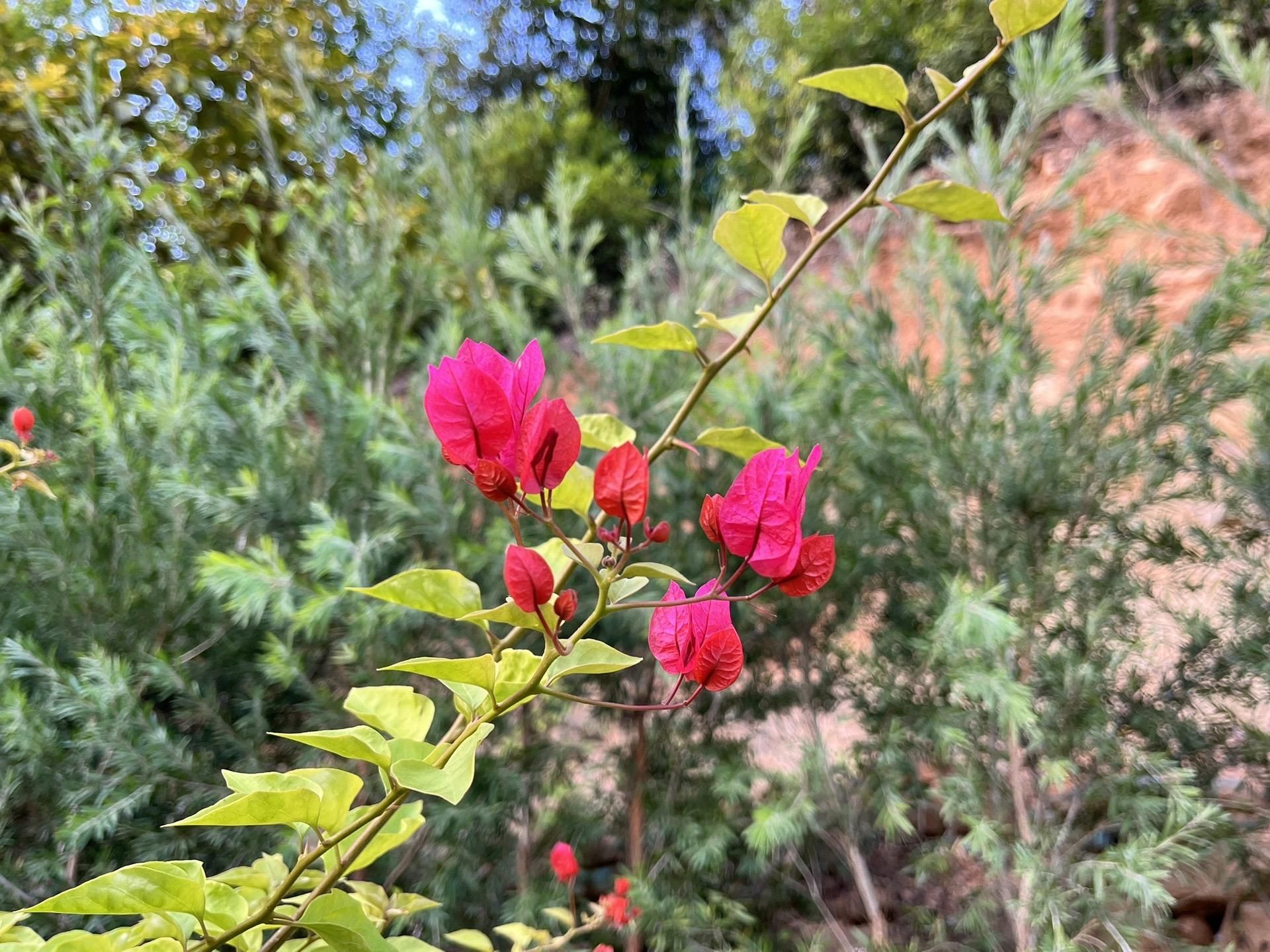 凤山风景旅游区旅行图片 1