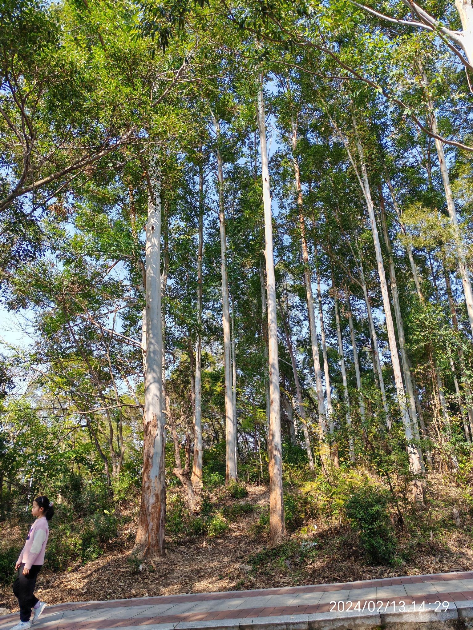 科山公园旅行图片 2