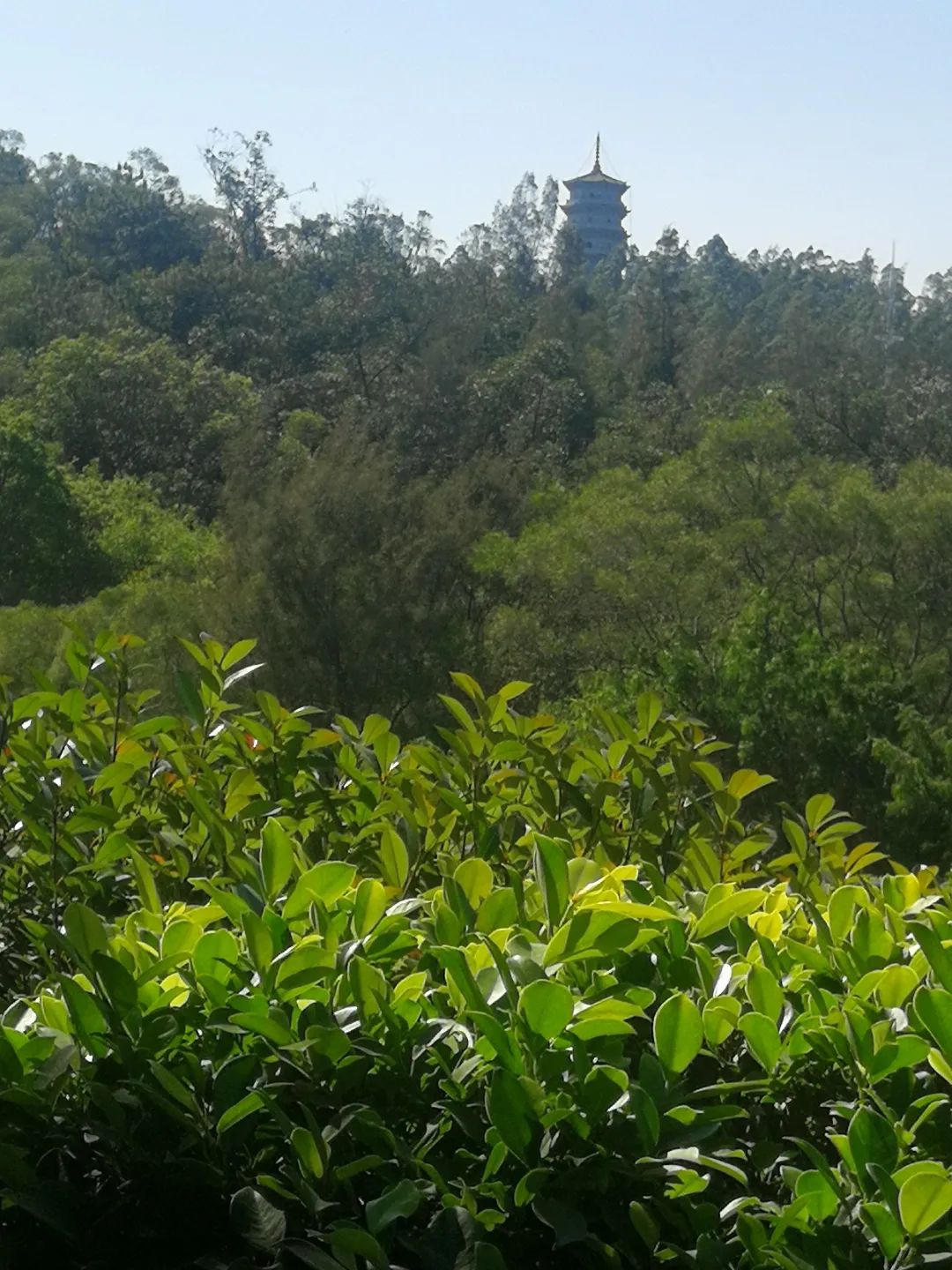 科山公园旅行图片 1
