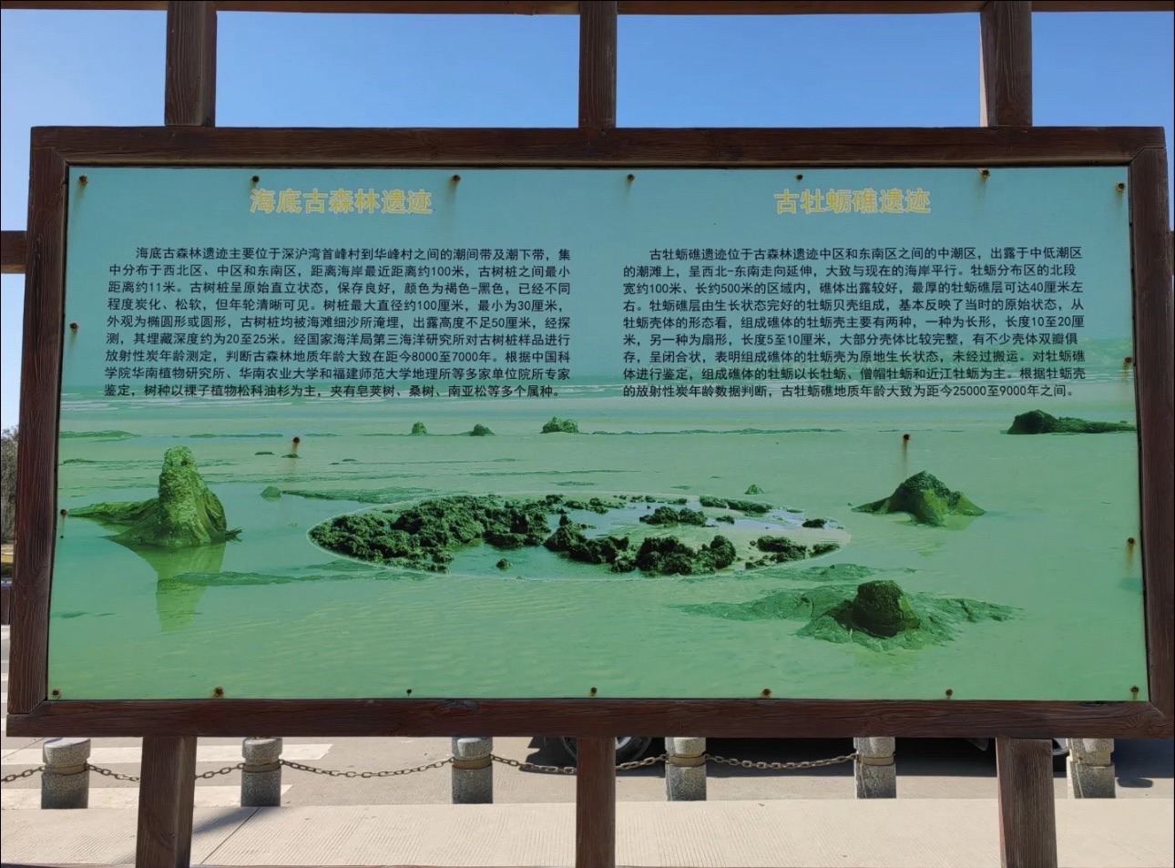 福建深沪湾海底古森林遗址旅行图片 3