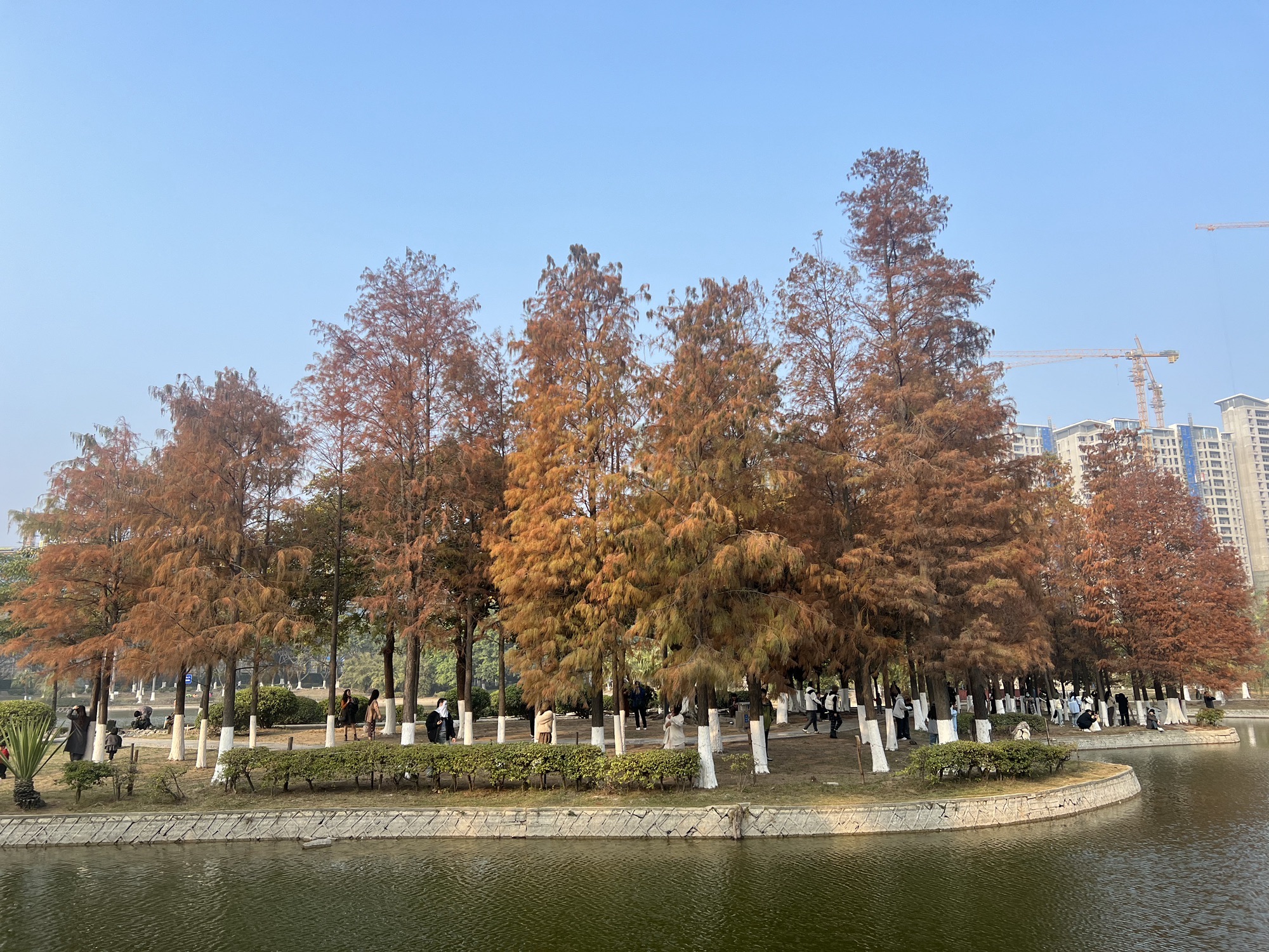 石狮龟湖公园旅行图片 3