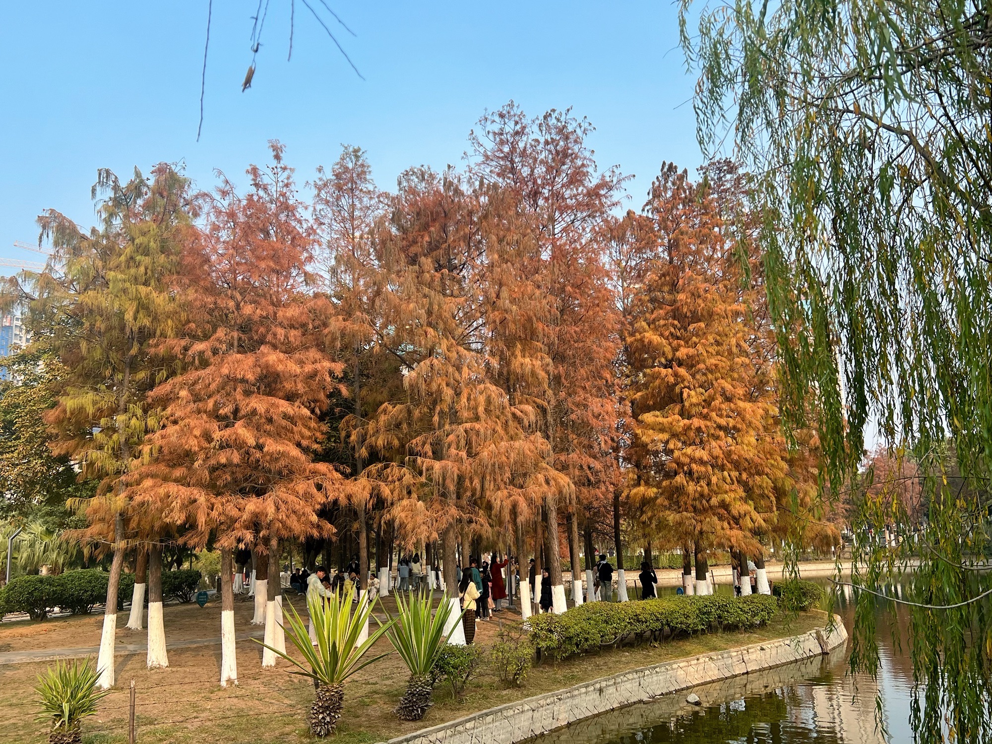 石狮龟湖公园旅行图片 1