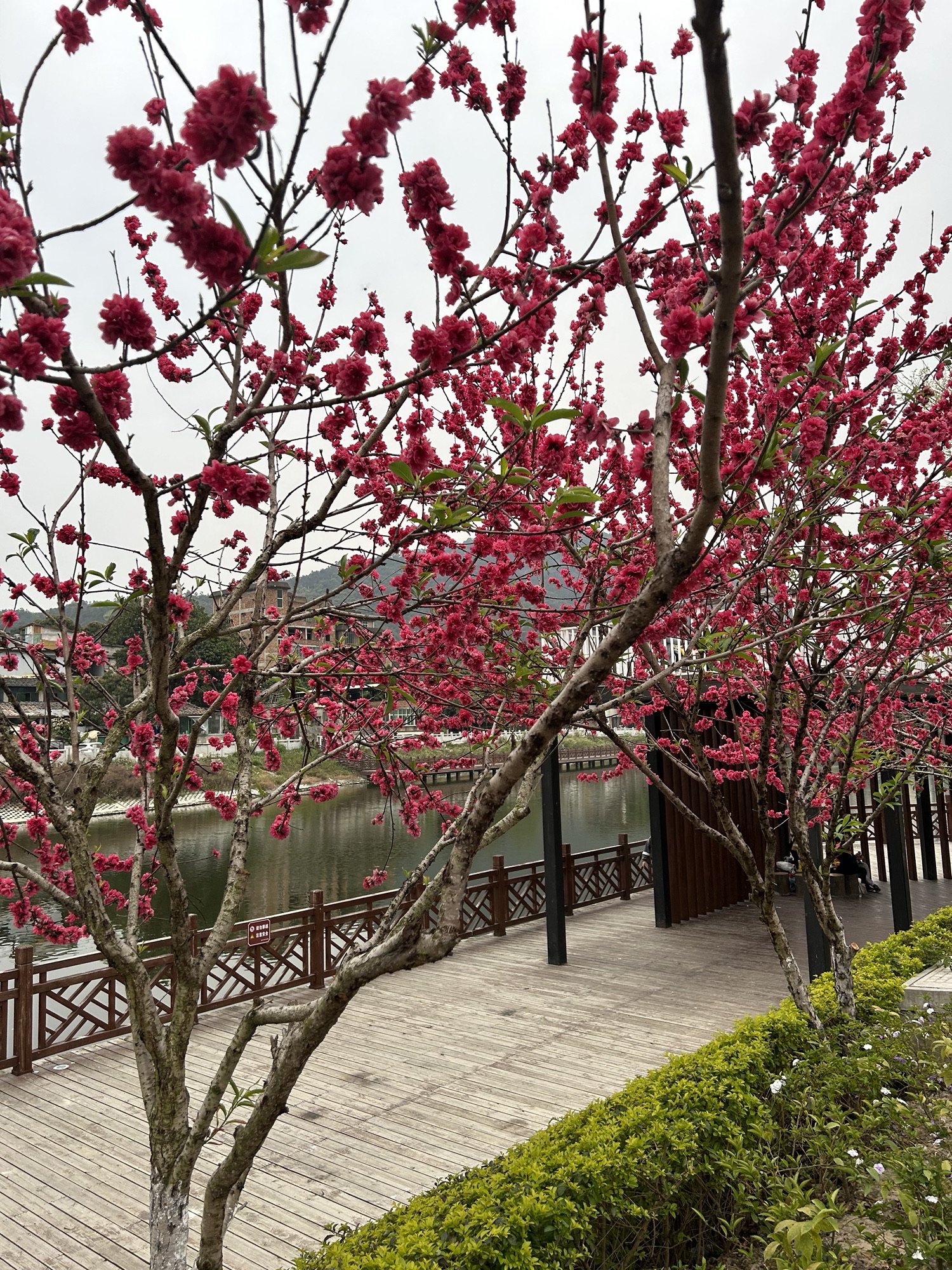 柳湖公园旅行图片 3