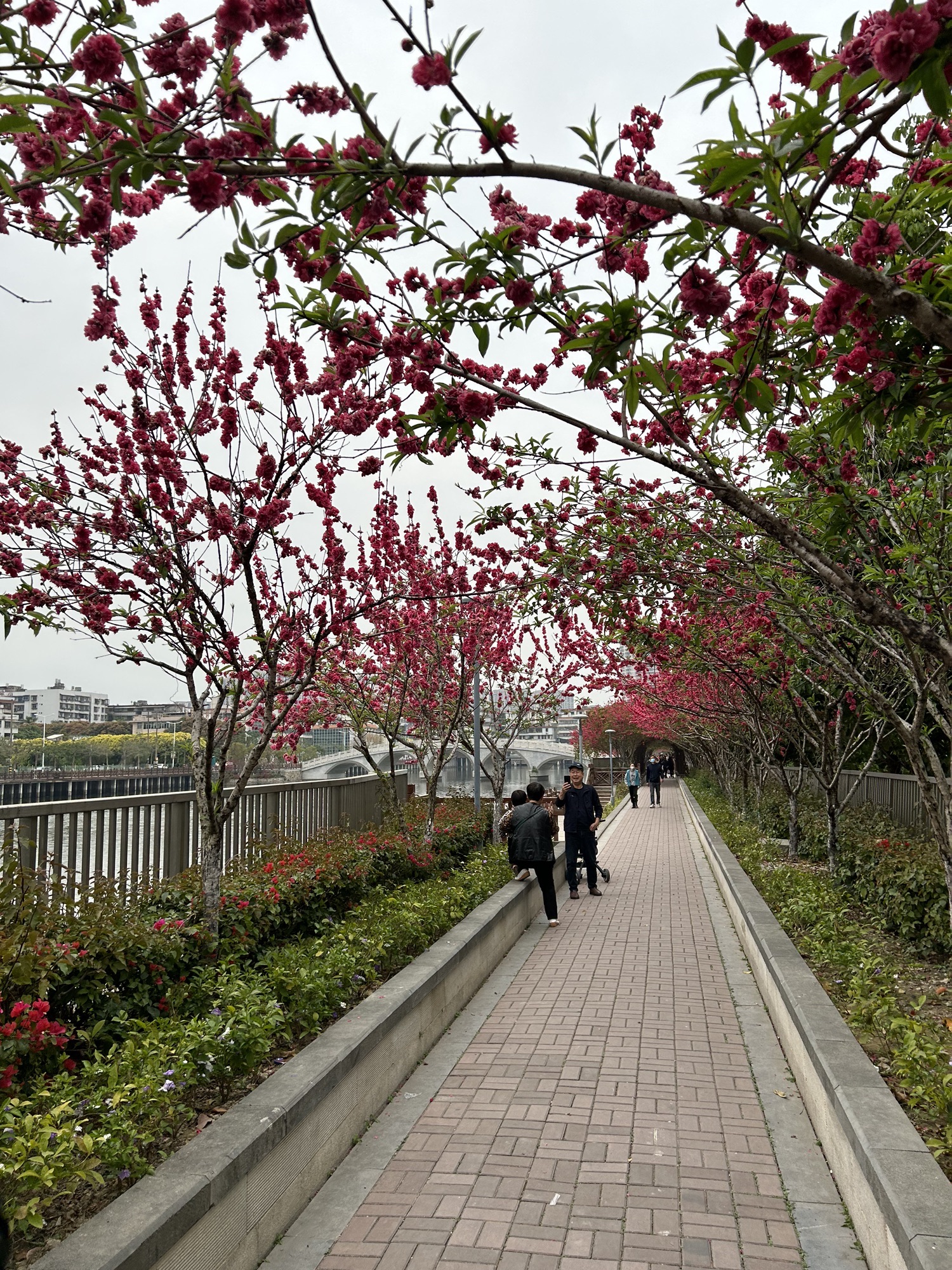 柳湖公园旅行图片 2