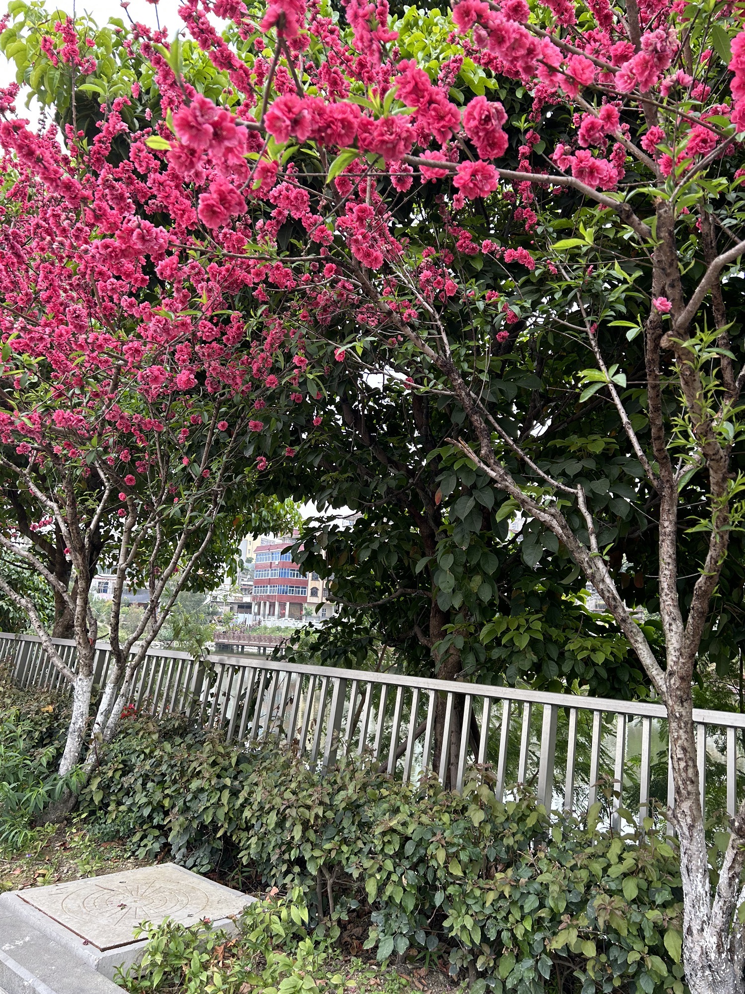 柳湖公园旅行图片 1