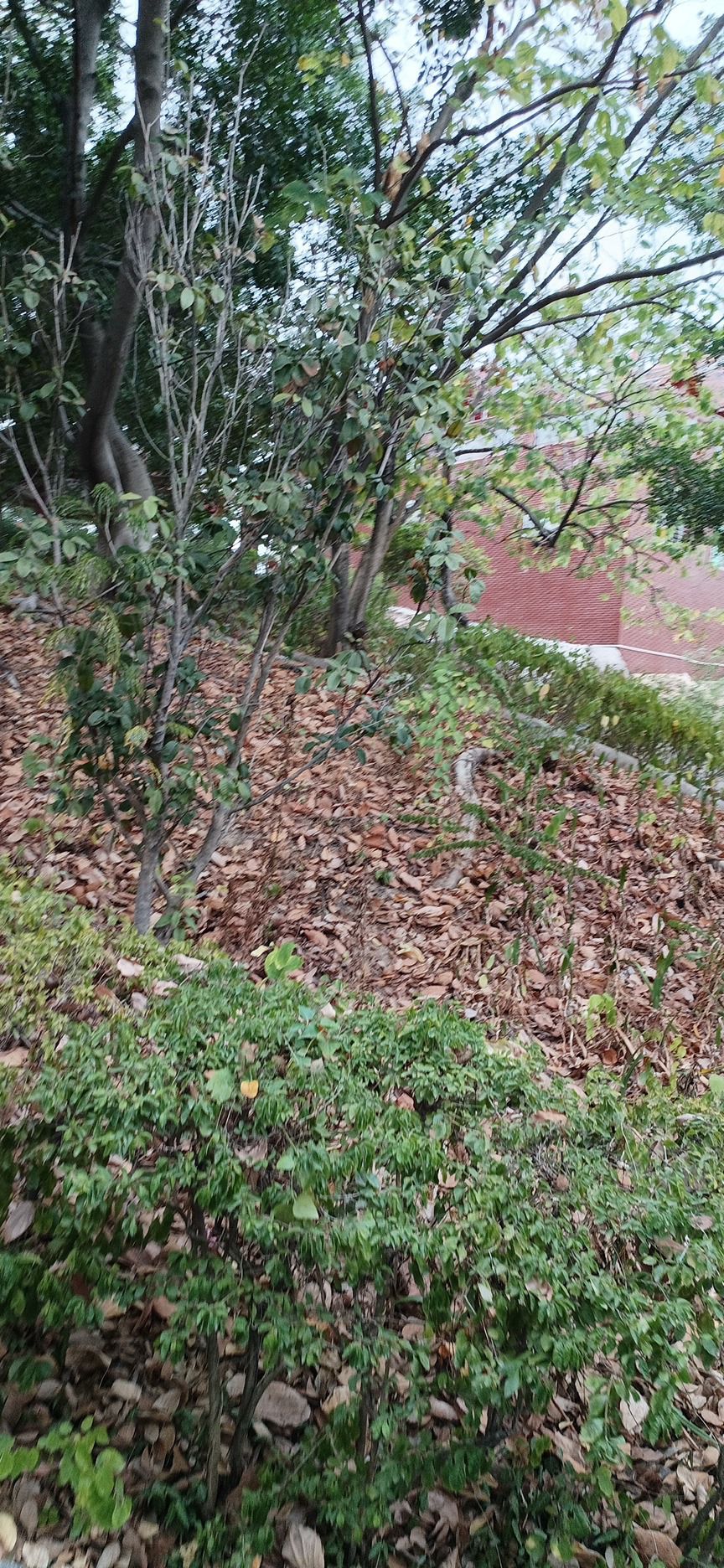 仙公山公园旅行图片 3