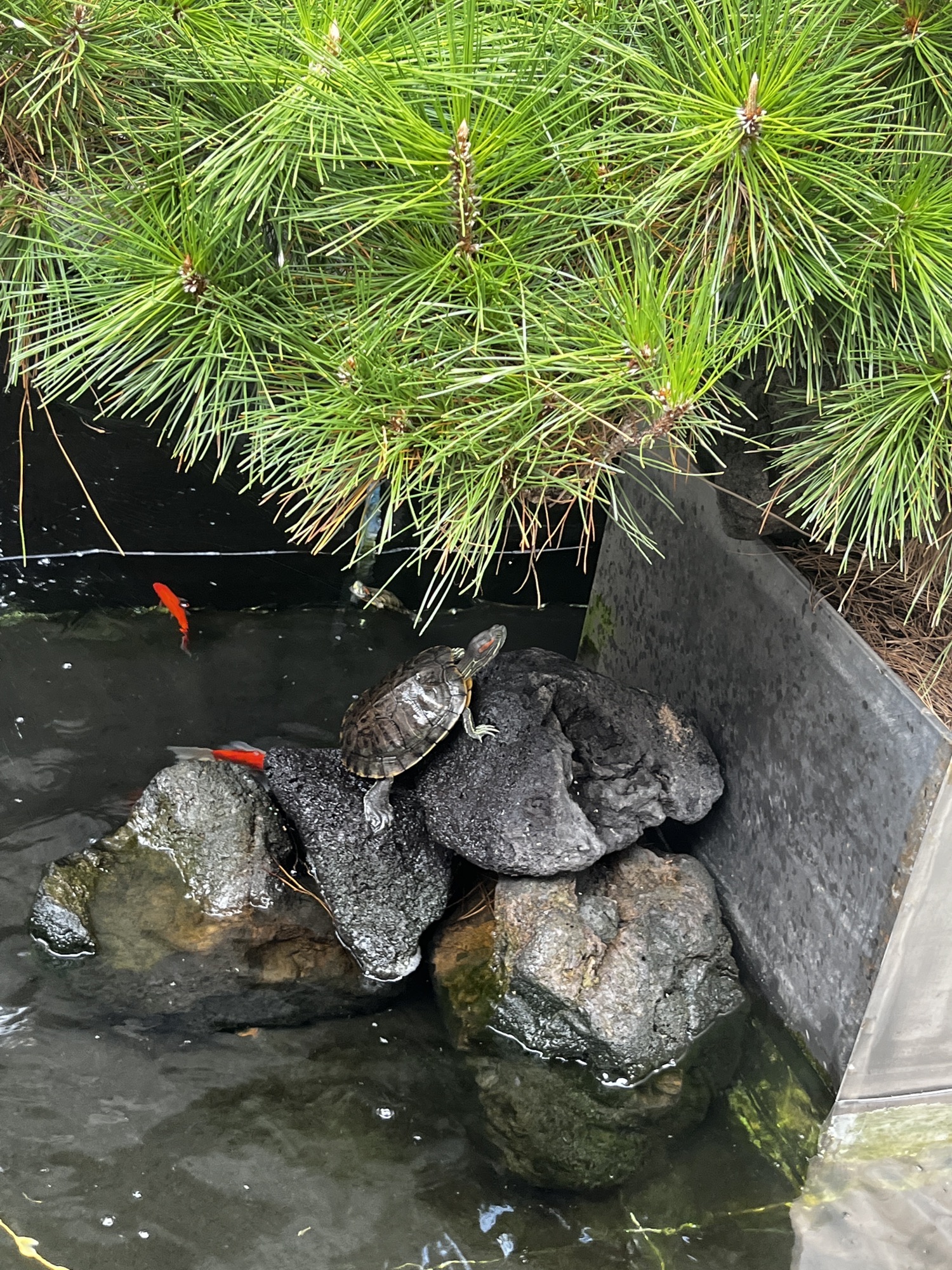 西湖公园旅行图片 1