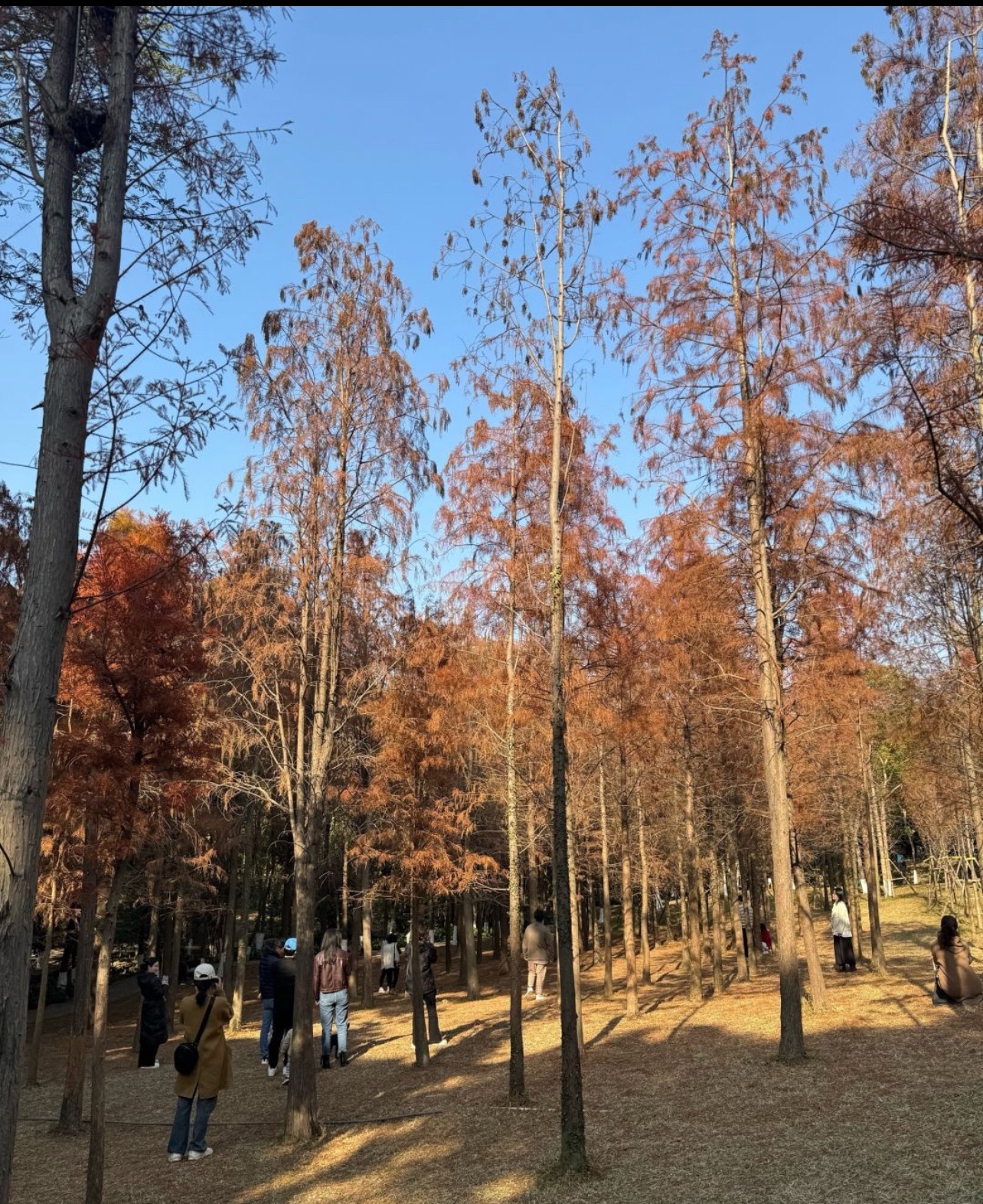 泉州森林公园旅行图片 1