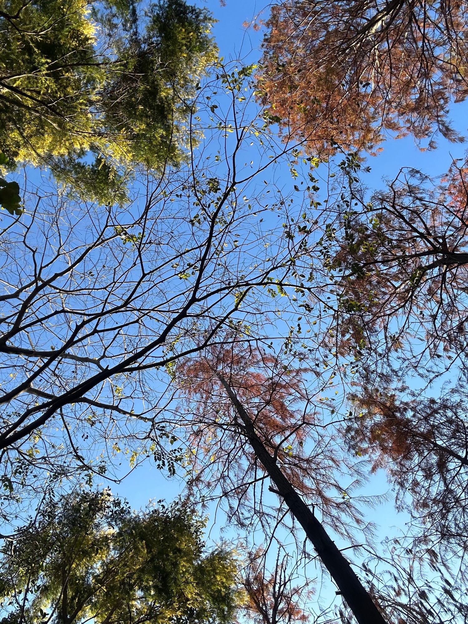 泉州森林公园旅行图片 3