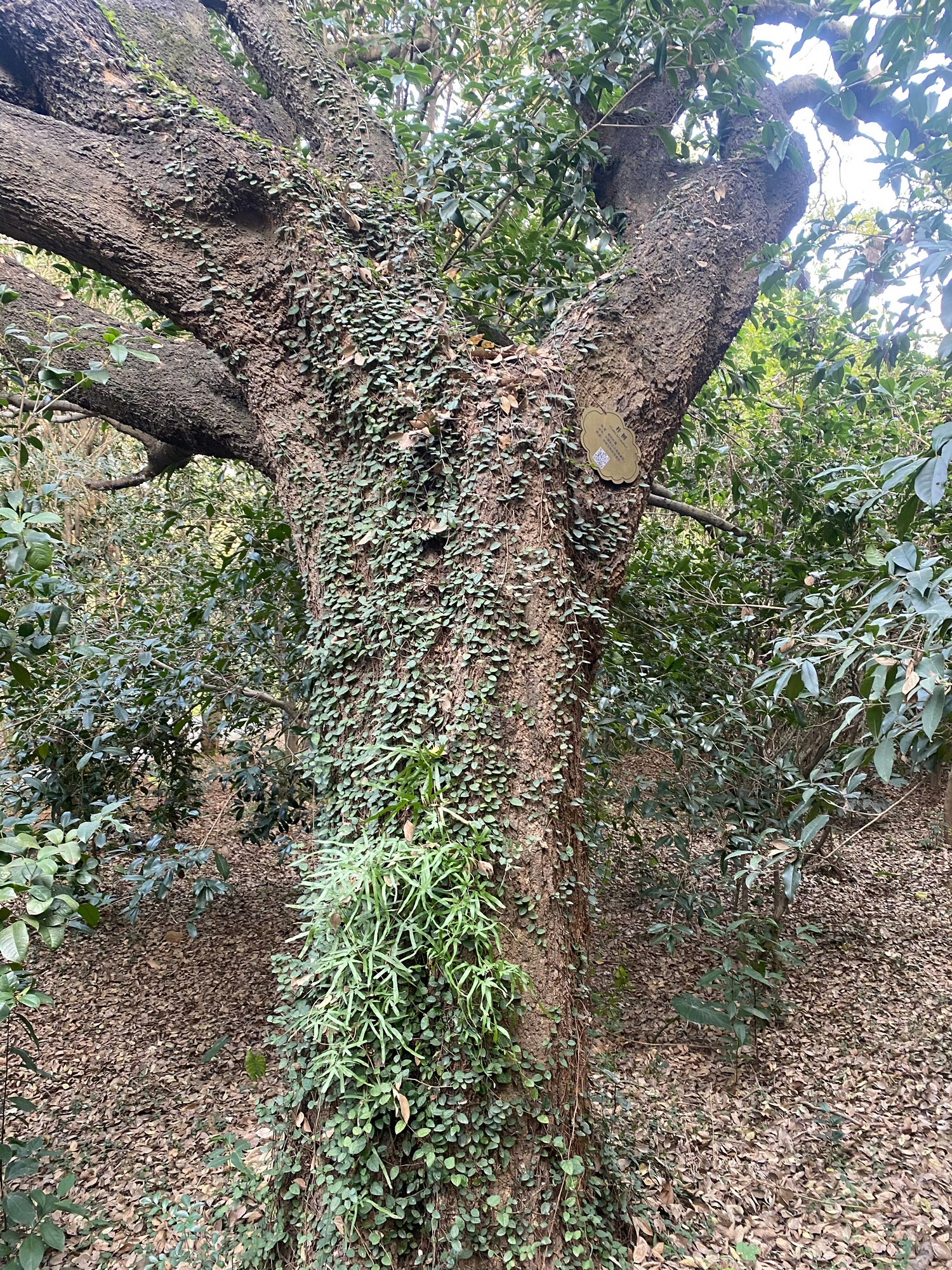 泉州森林公园旅行图片 1