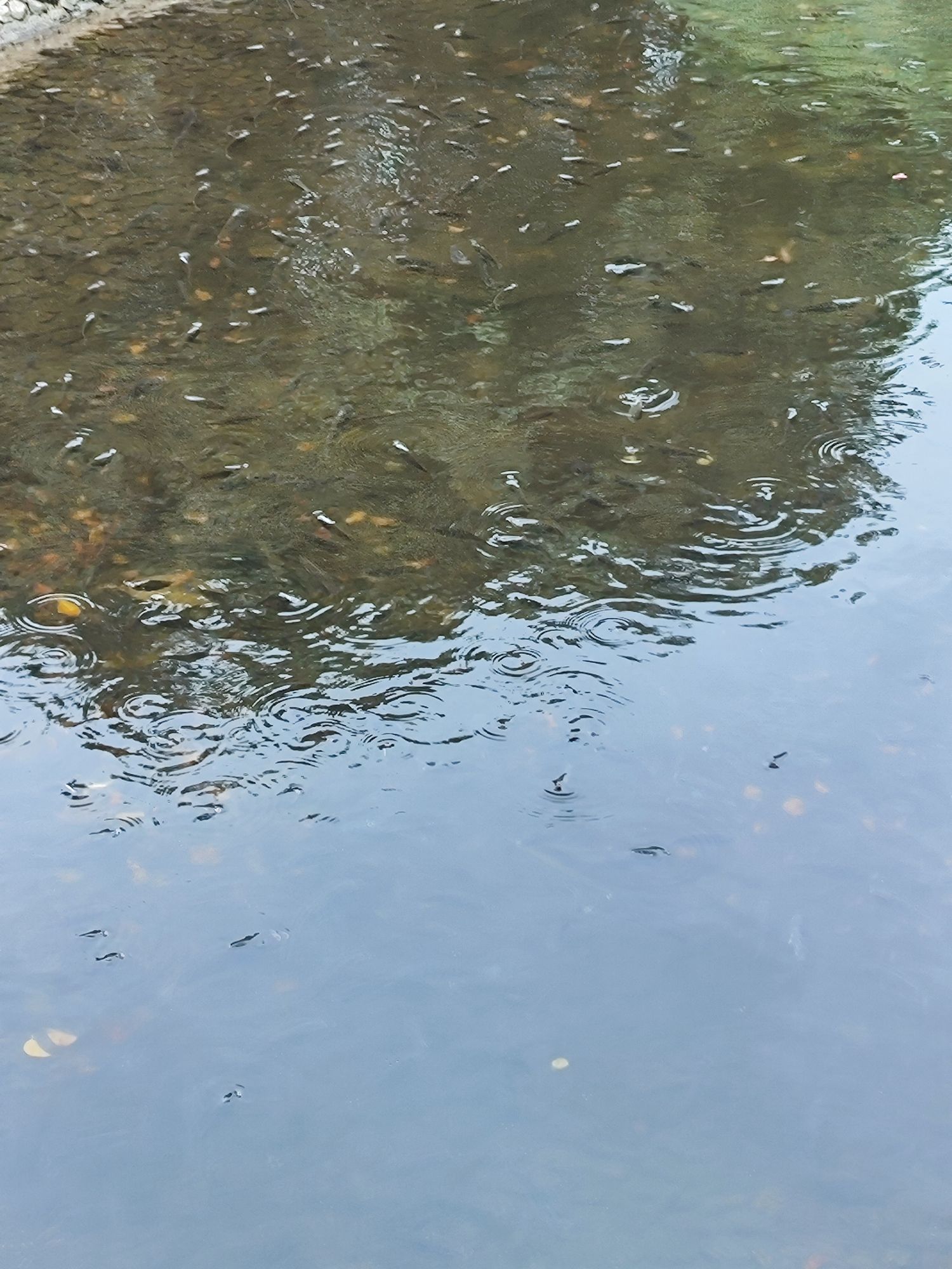 刺桐公园旅行图片 3