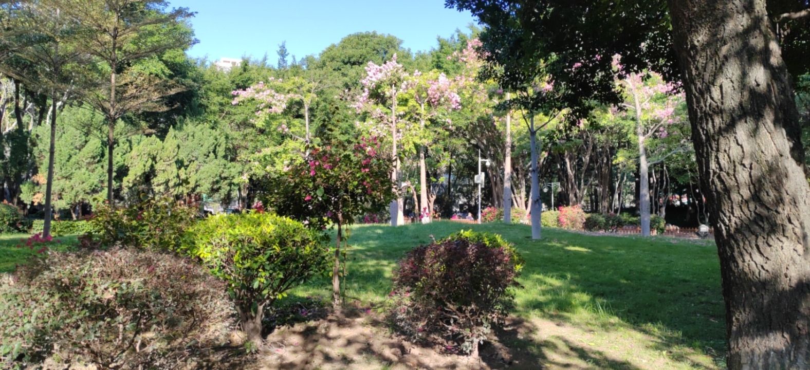 刺桐公园旅行图片 1