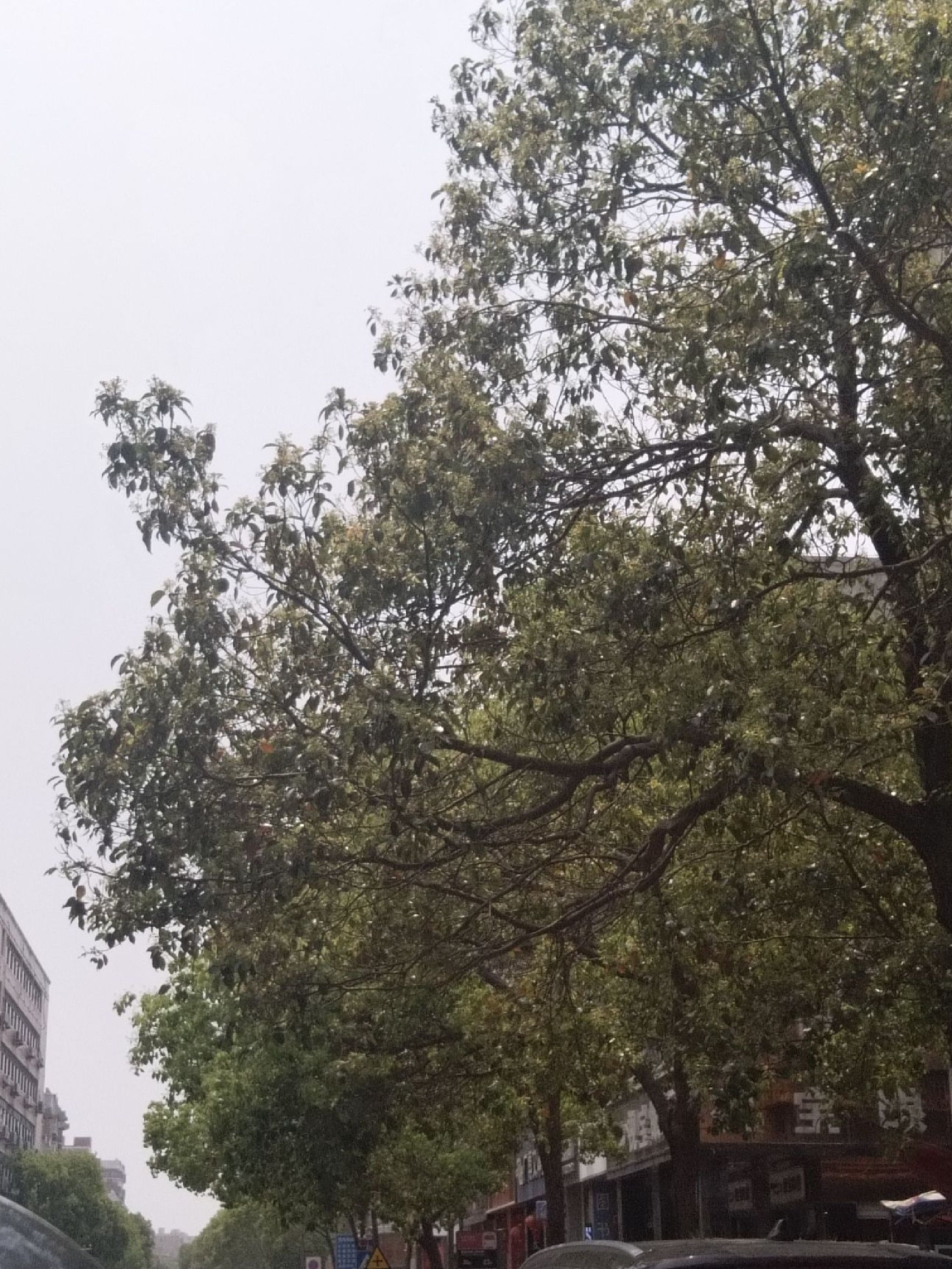 晋江深沪湾森林公园旅行图片 2