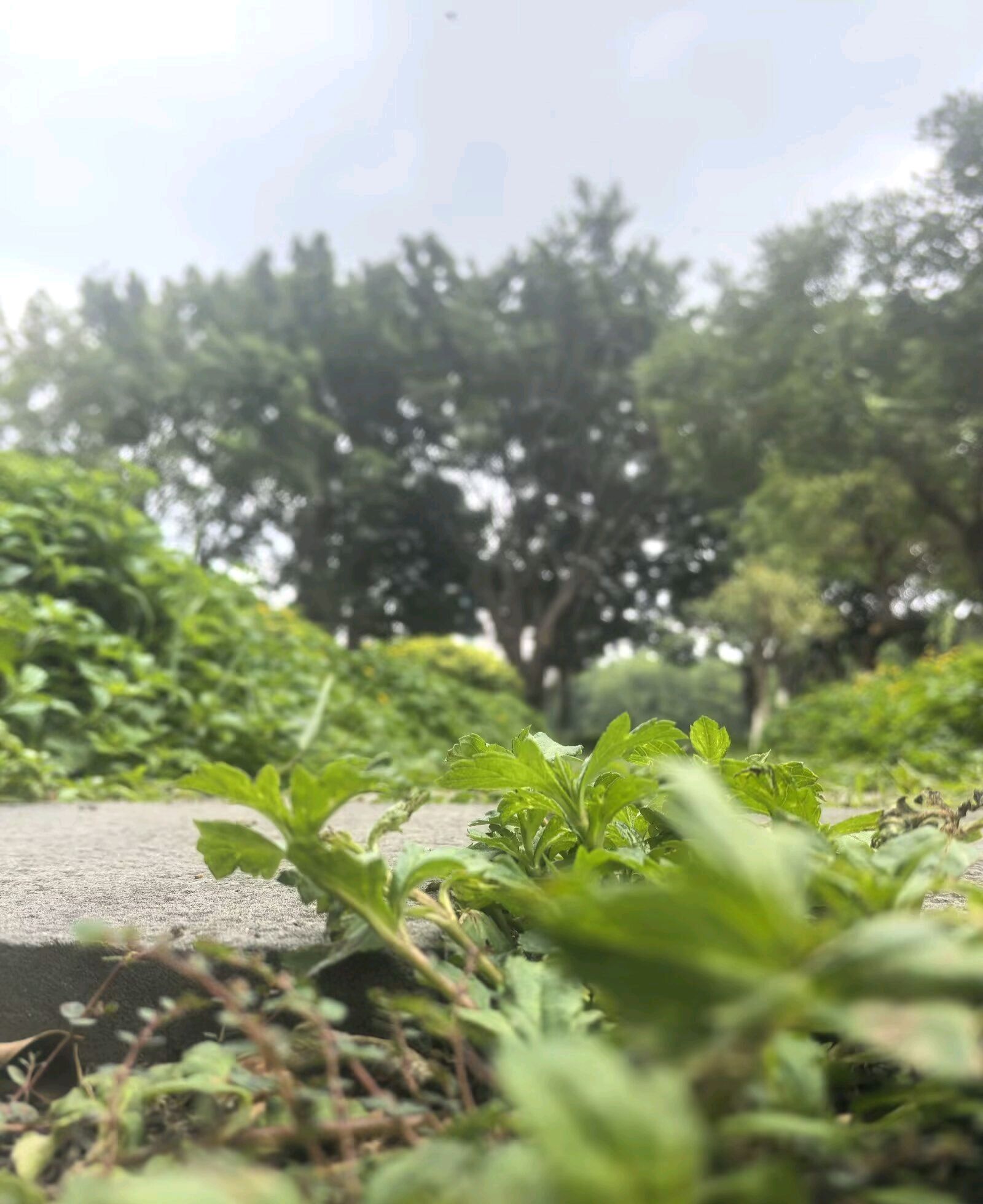 鸳鸯池公园旅行图片 1