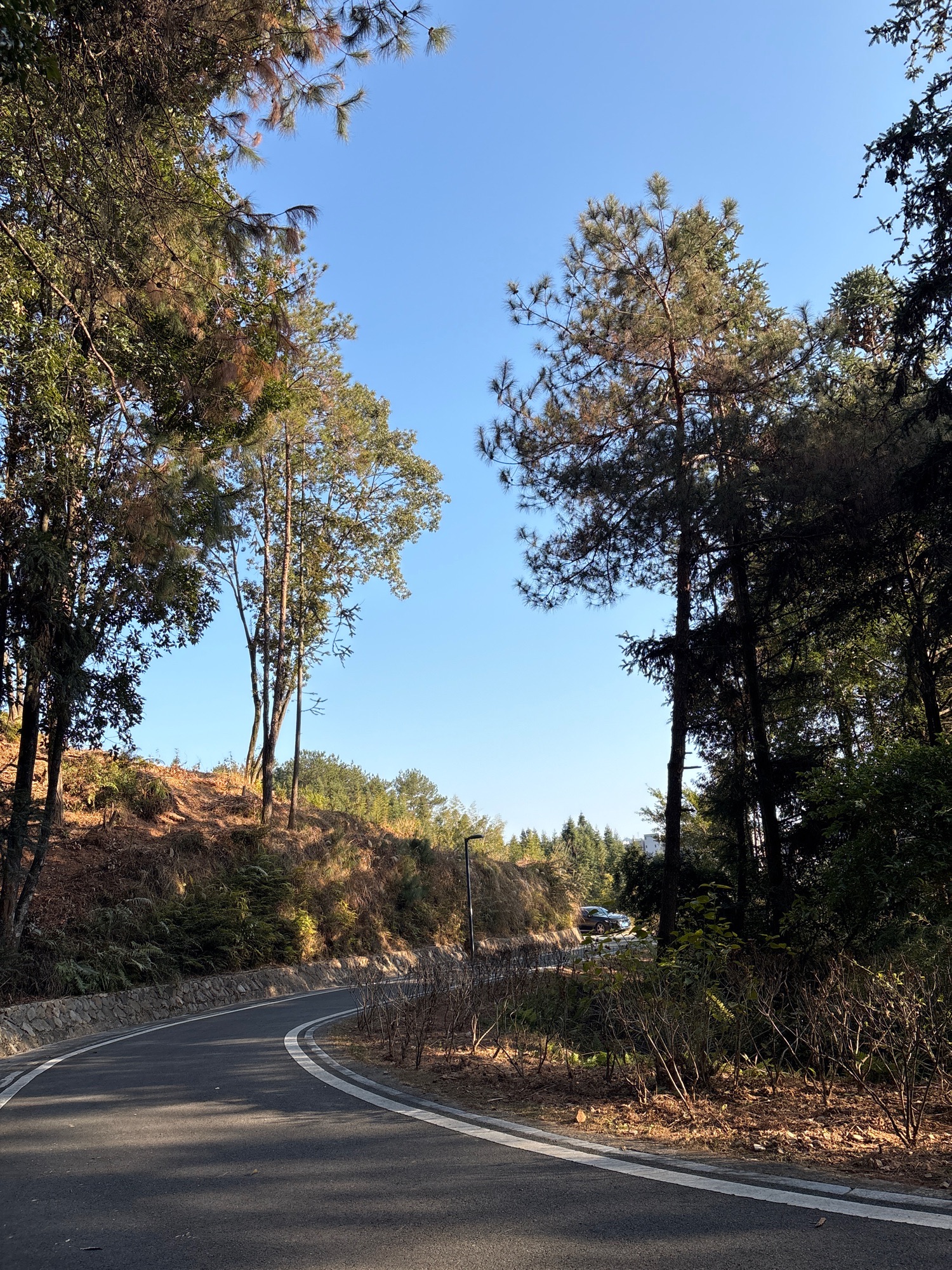 德化唐寨山森林公园旅行图片 2
