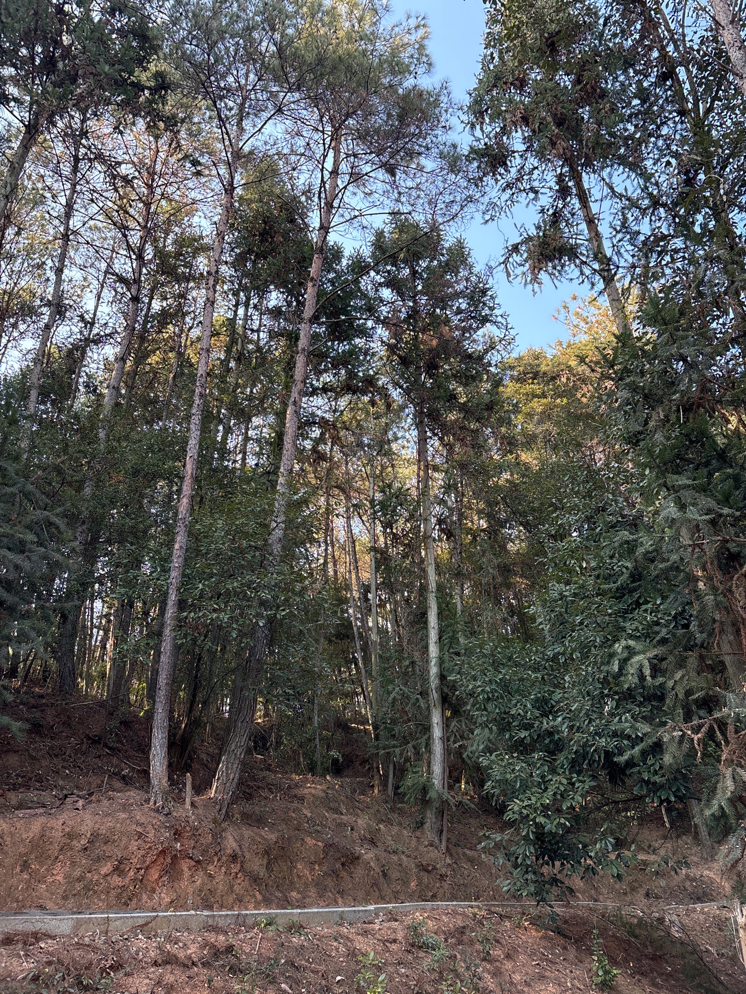 德化唐寨山森林公园旅行图片 3