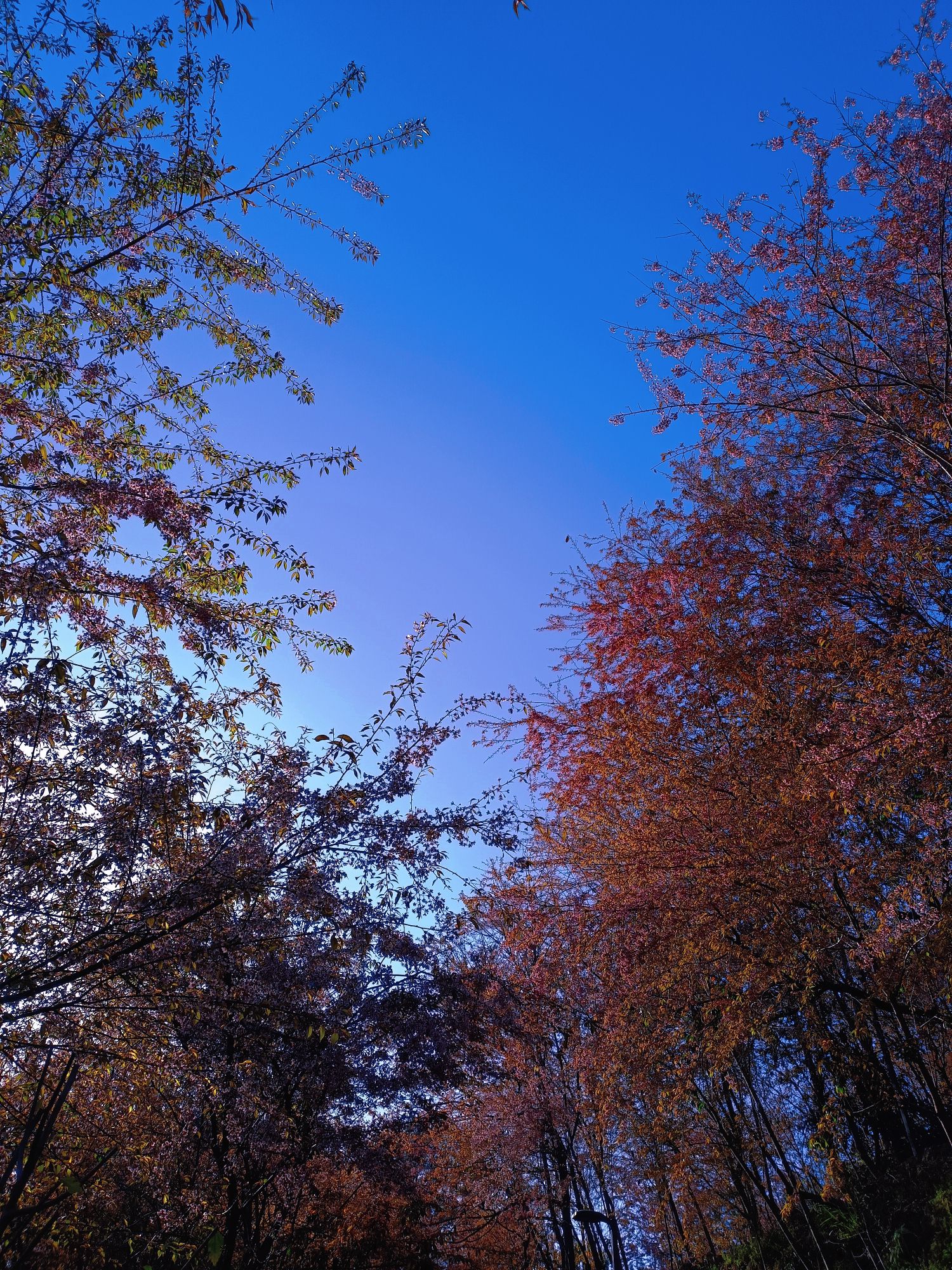 德化唐寨山森林公园旅行图片 2