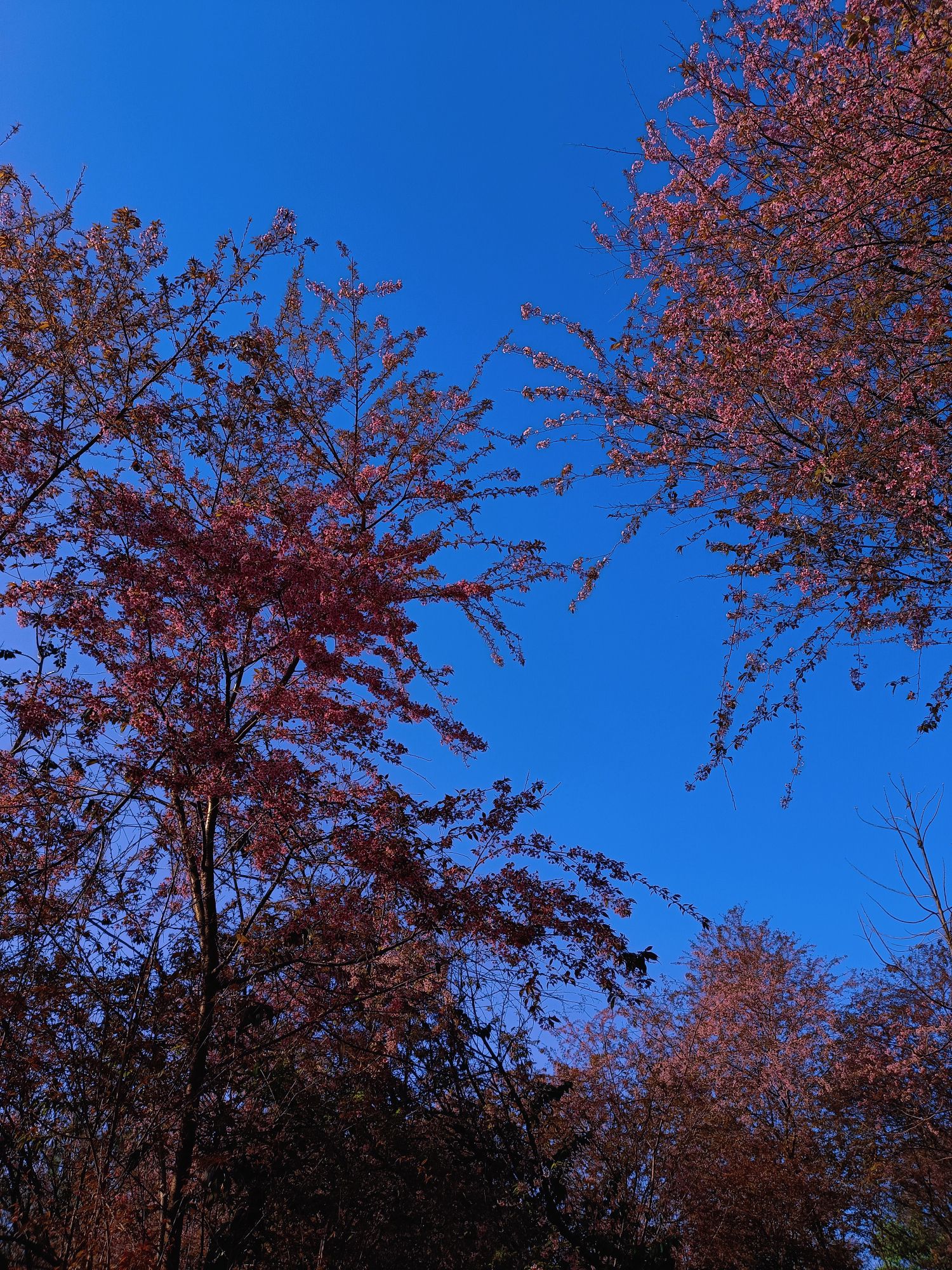 德化唐寨山森林公园旅行图片 3