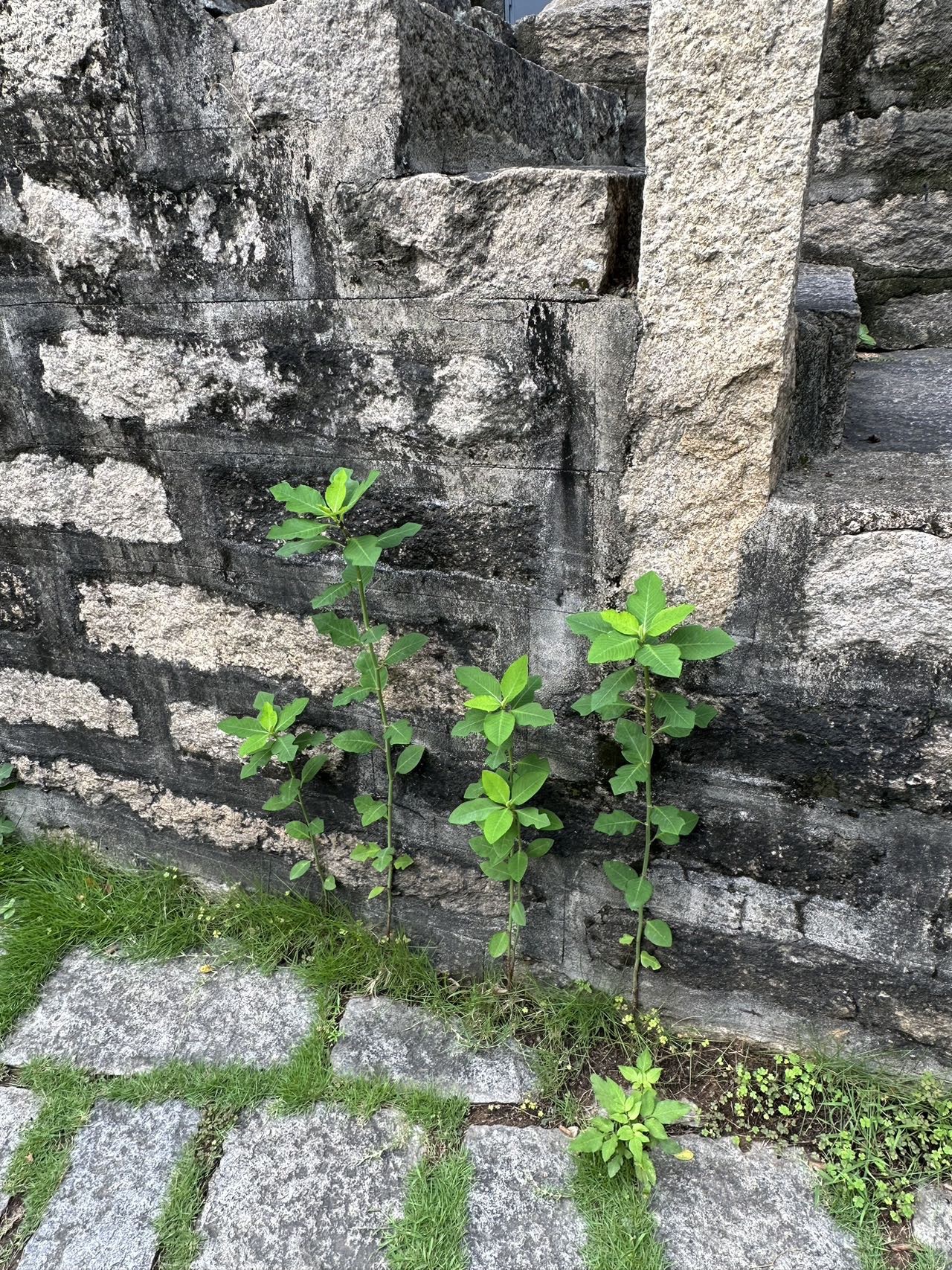 草庵摩尼教遗址公园旅行图片 3