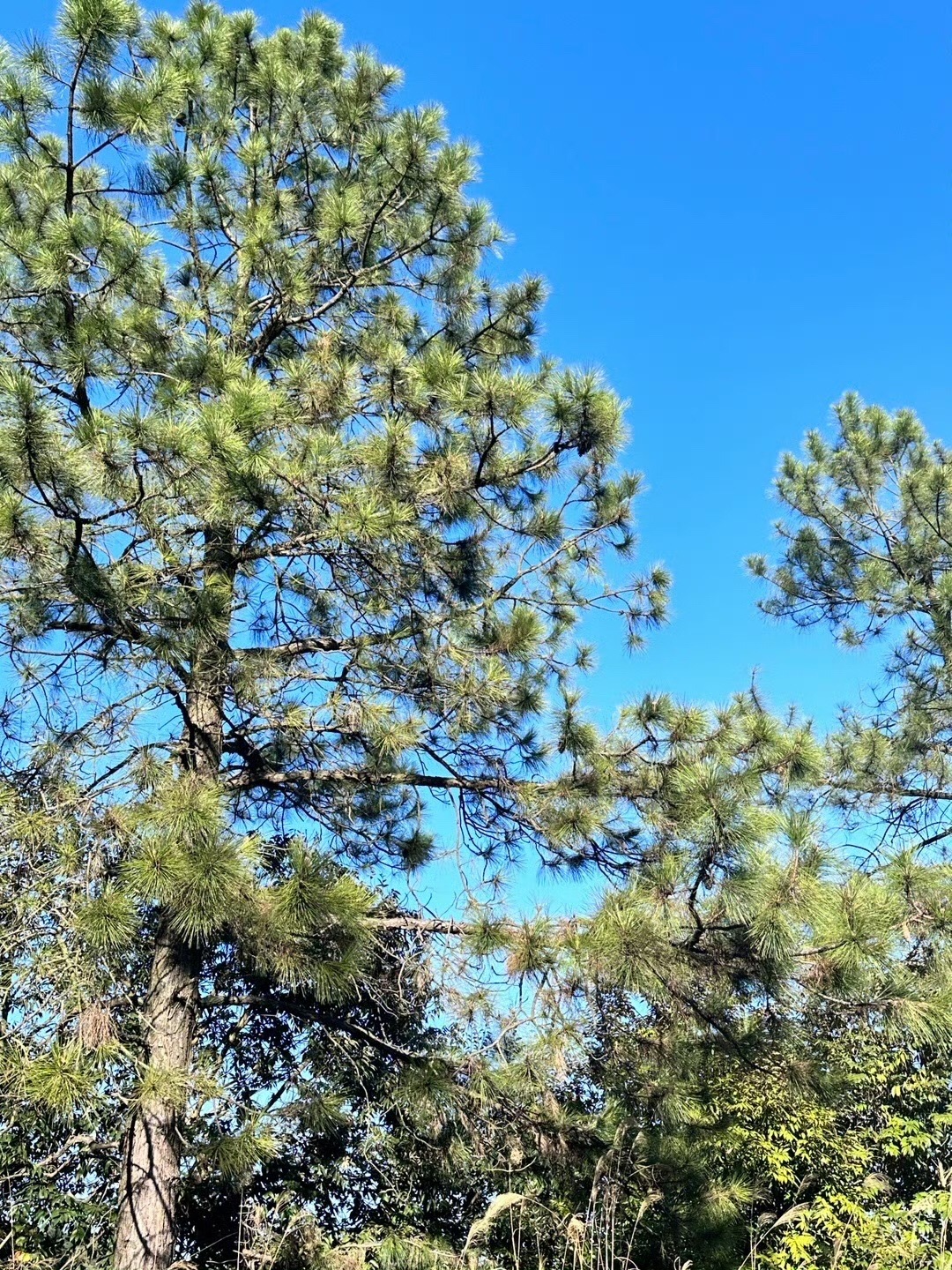 南安·仙境天柱山旅游度假区旅行图片 2