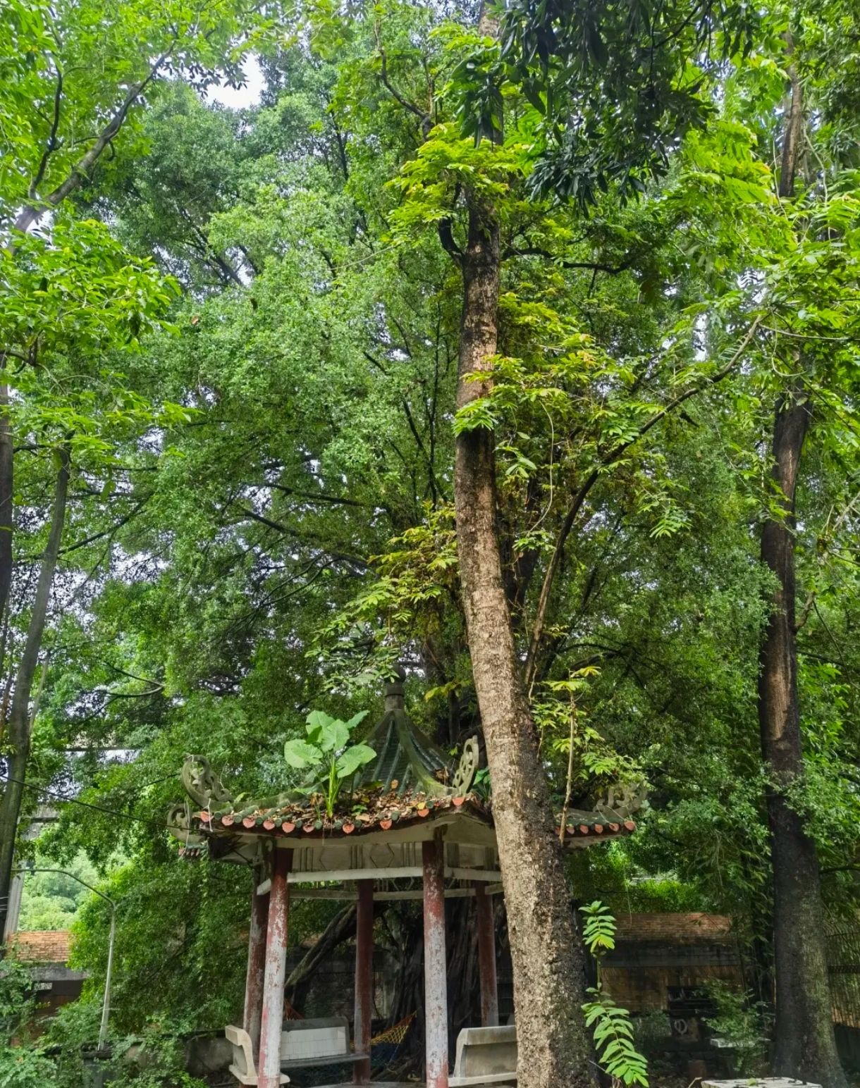 玉兰公园旅行图片 2