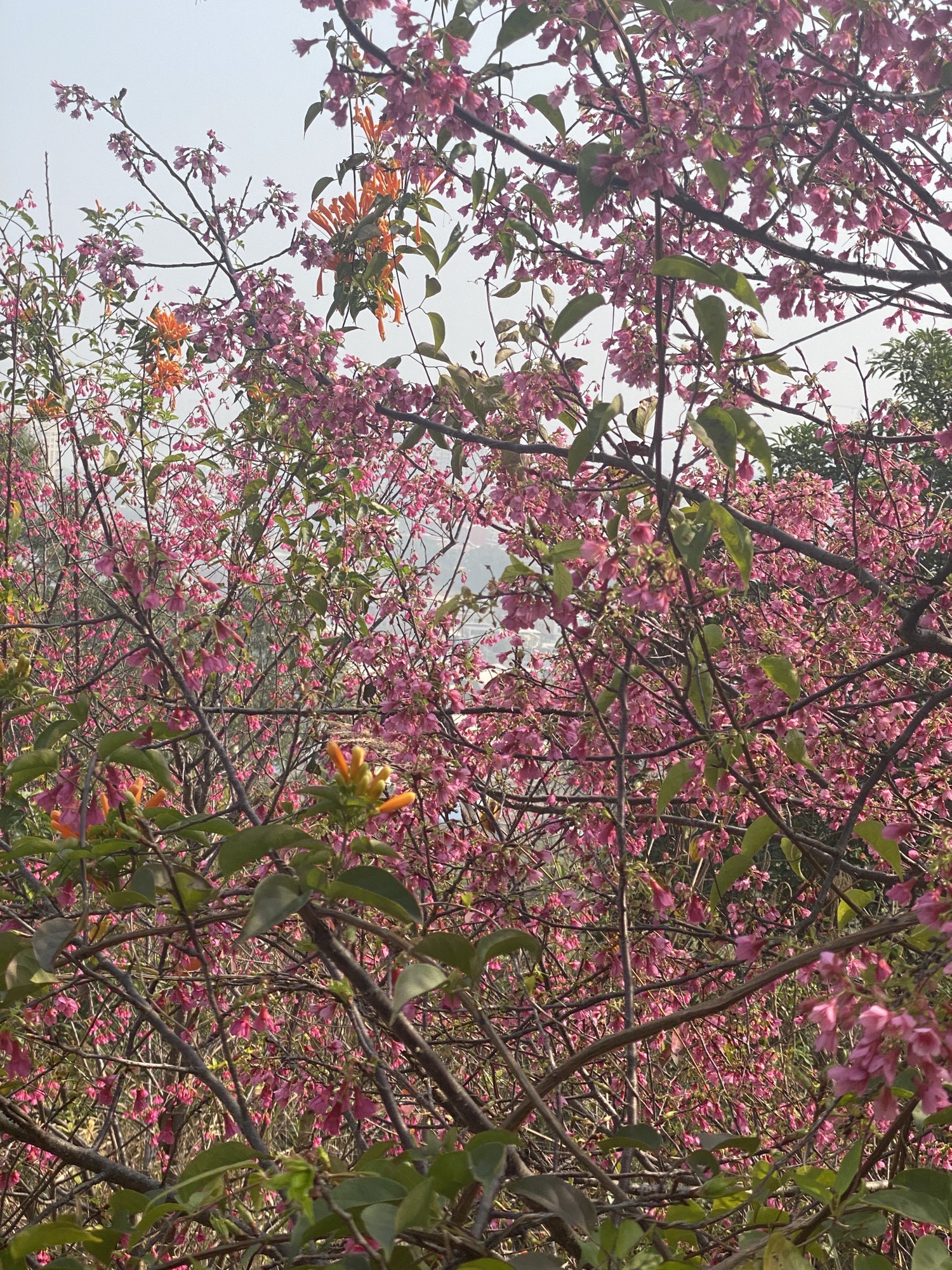 紫云公园旅行图片 3
