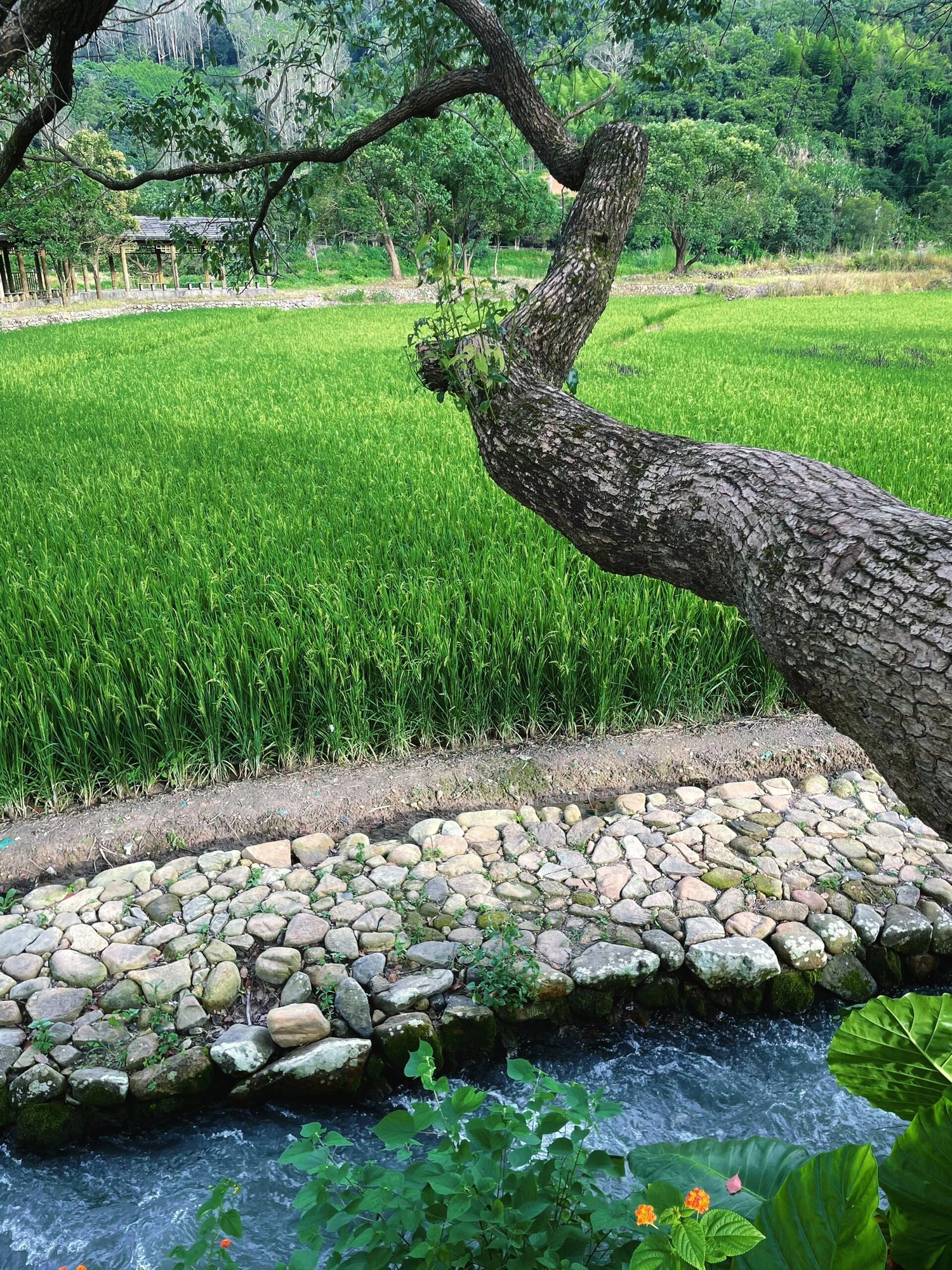 古山重景区旅行图片 3