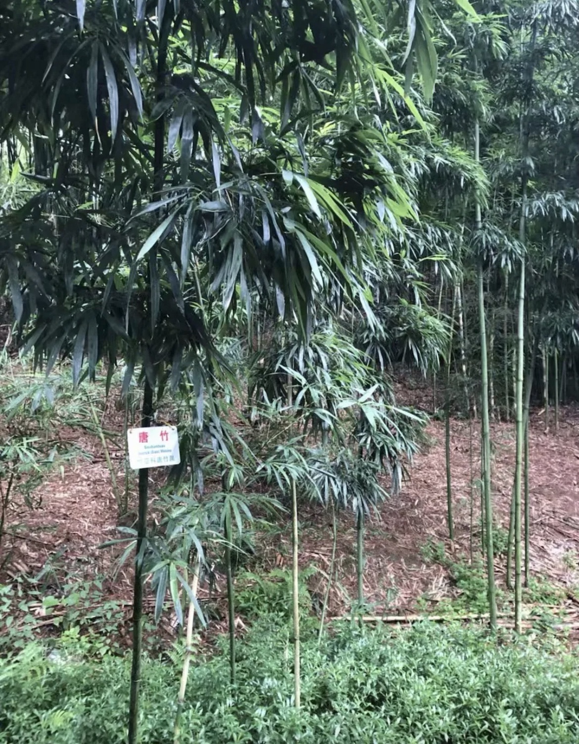 福建省华安竹类植物园旅行图片 1