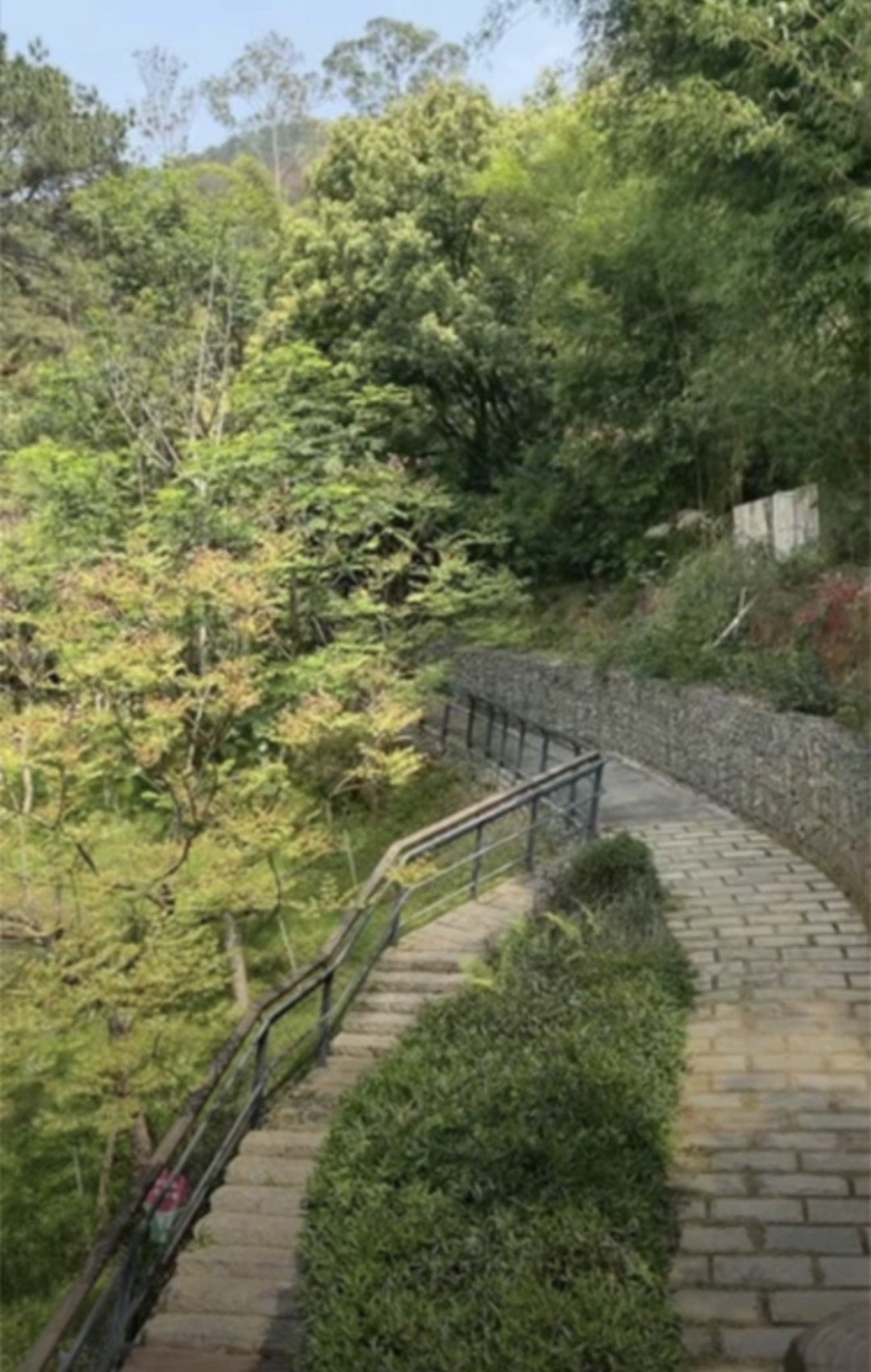 福建省华安竹类植物园旅行图片 3