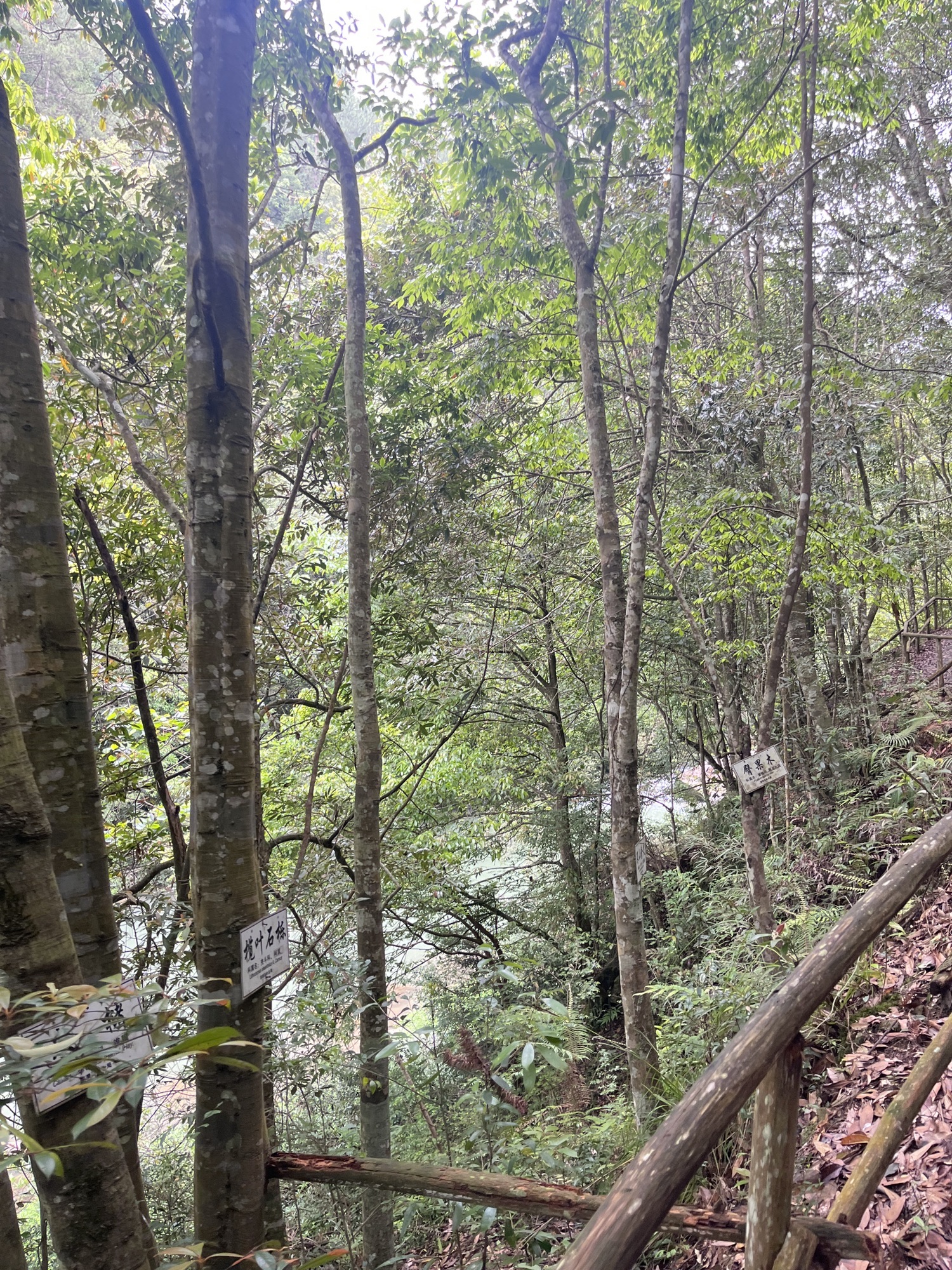 树海瀑布旅行图片 1
