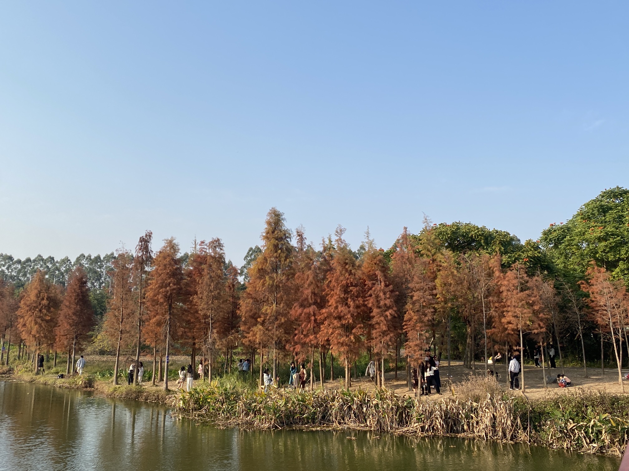 龙文郊野公园旅行图片 1