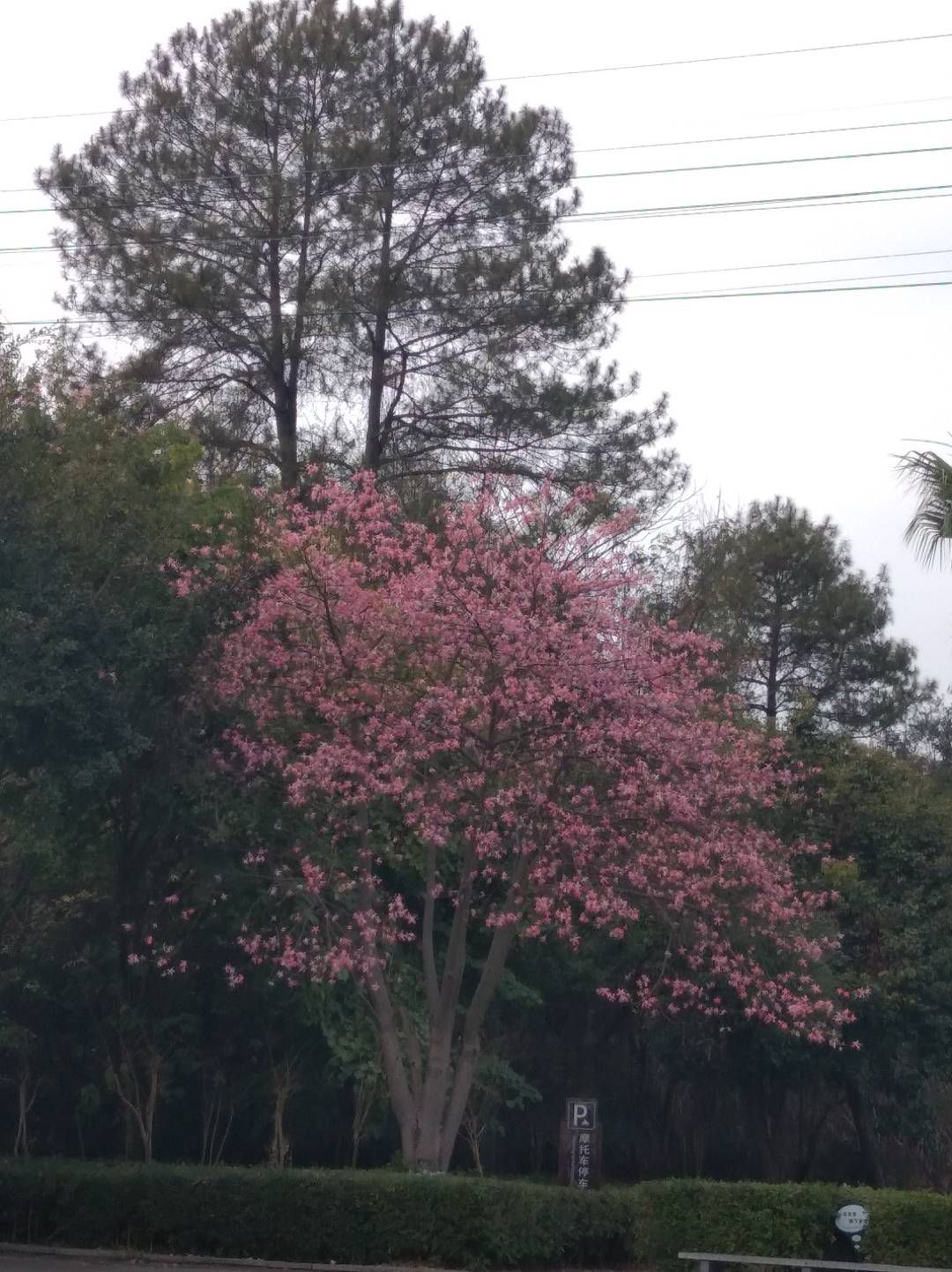 野生动物观赏园