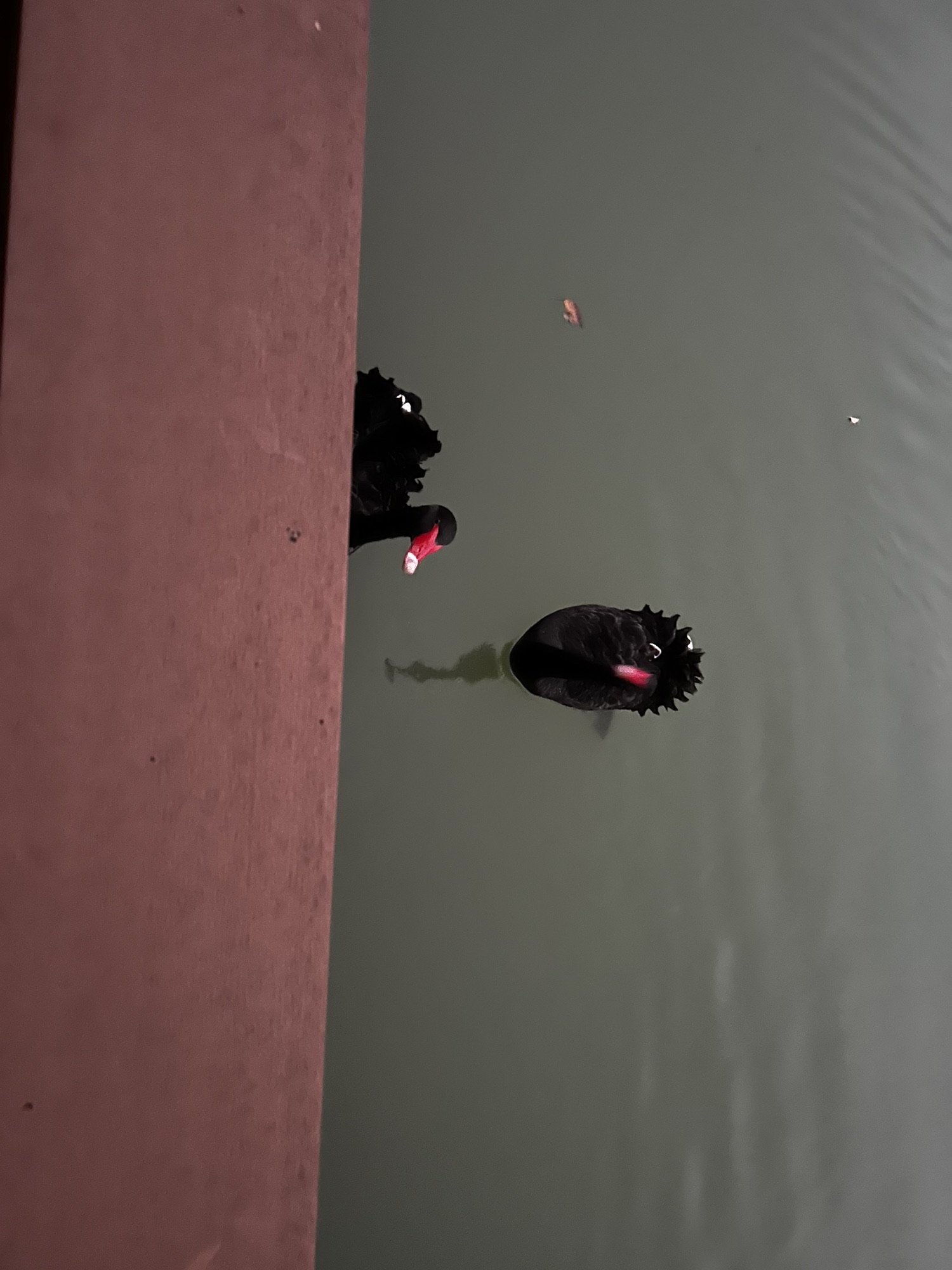 凤山公园旅行图片 2