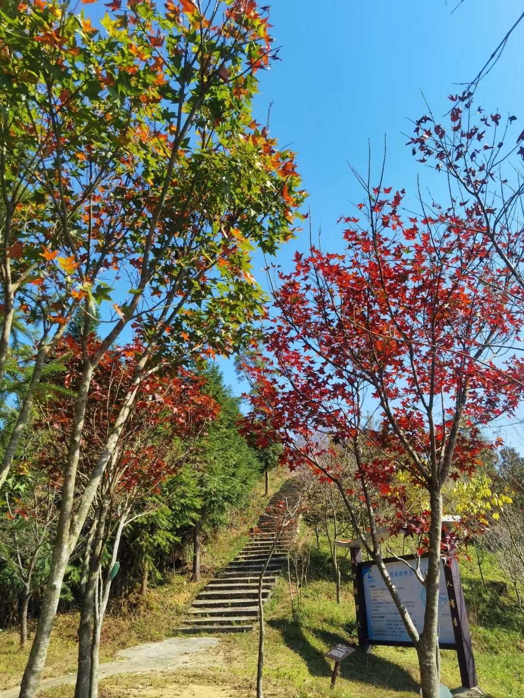 上杭国家森林公园
