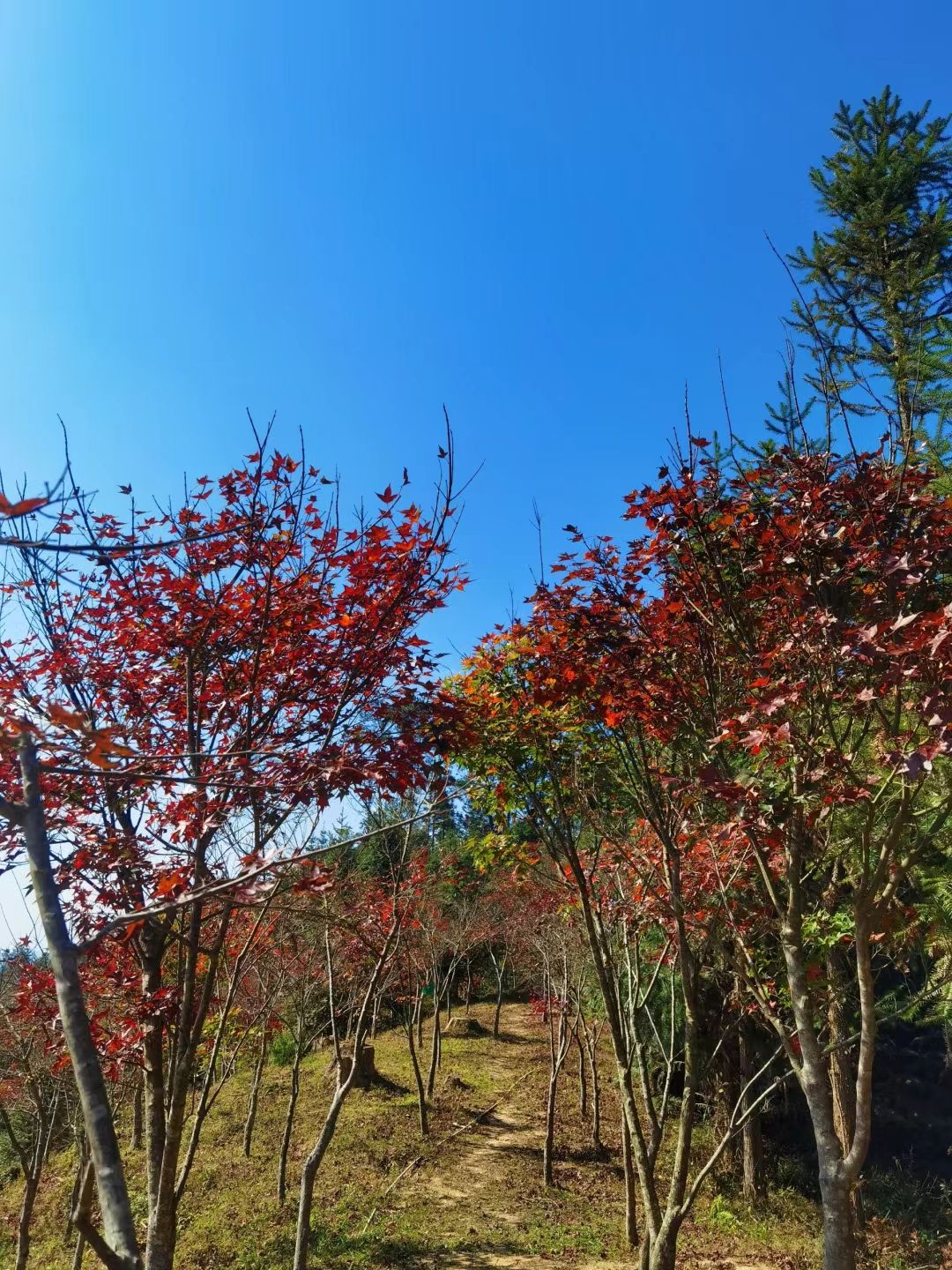 上杭国家森林公园旅行图片 3