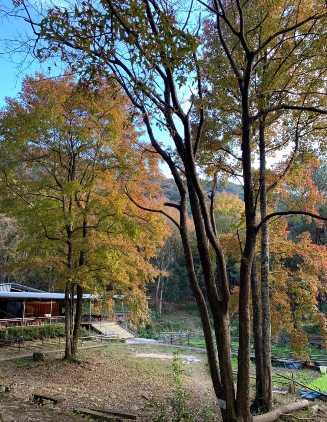 上杭国家森林公园旅行图片 3