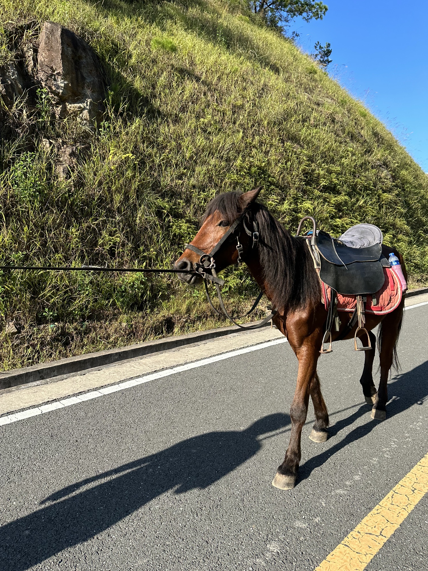 龙岩梅花山虎园旅行图片 3